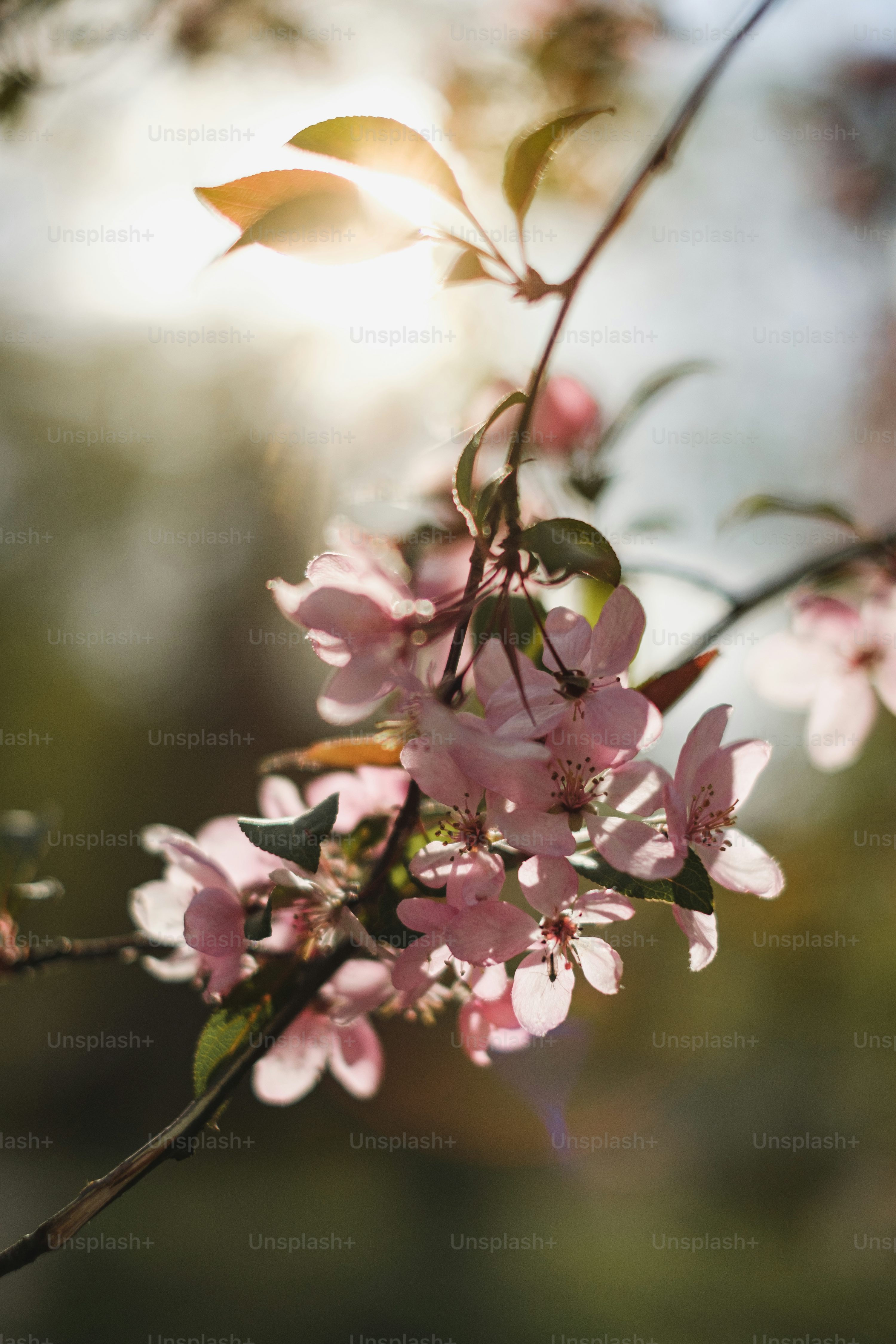 Cherry Blossom Tree Picture