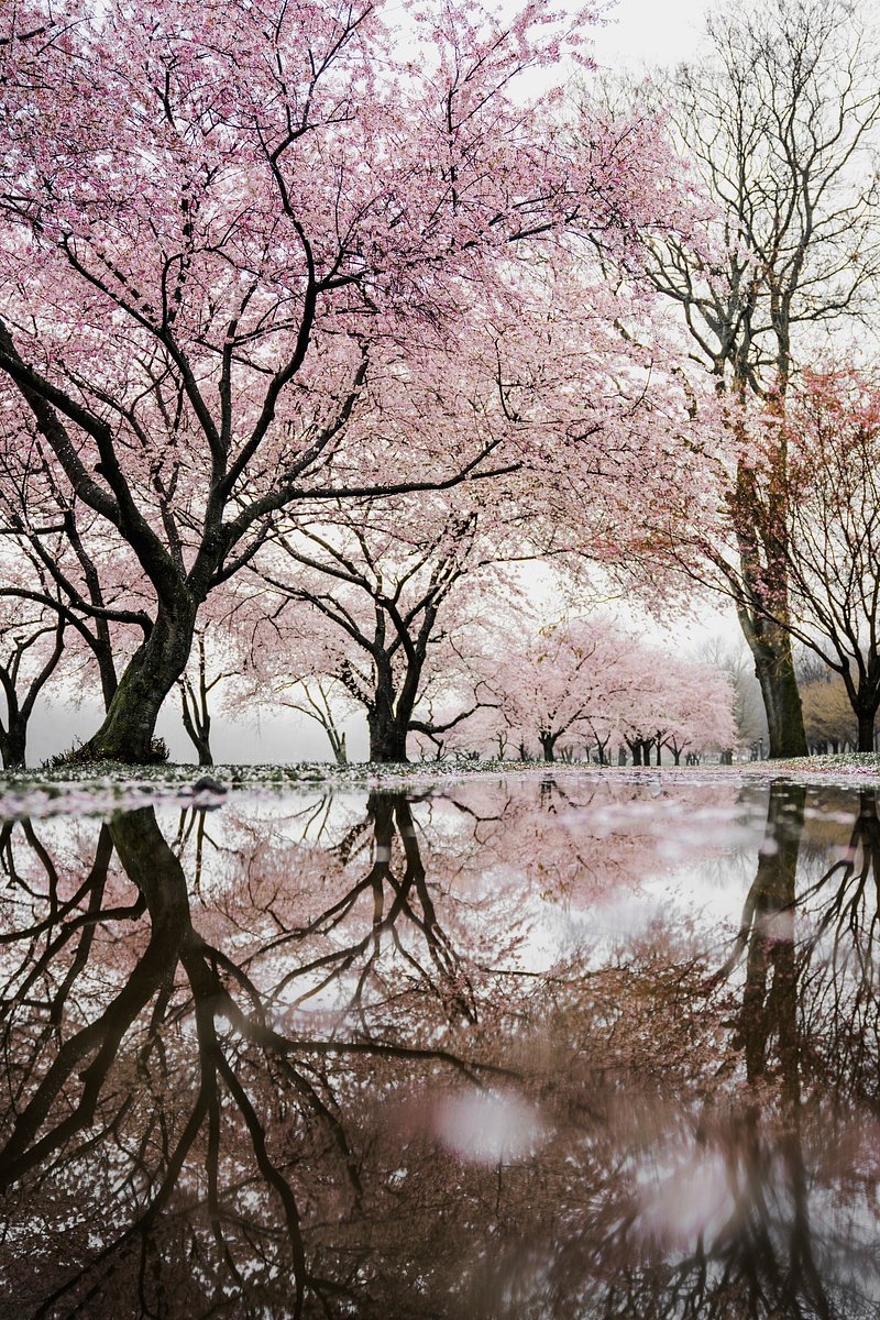 Cherry Blossom Japan Image. Free