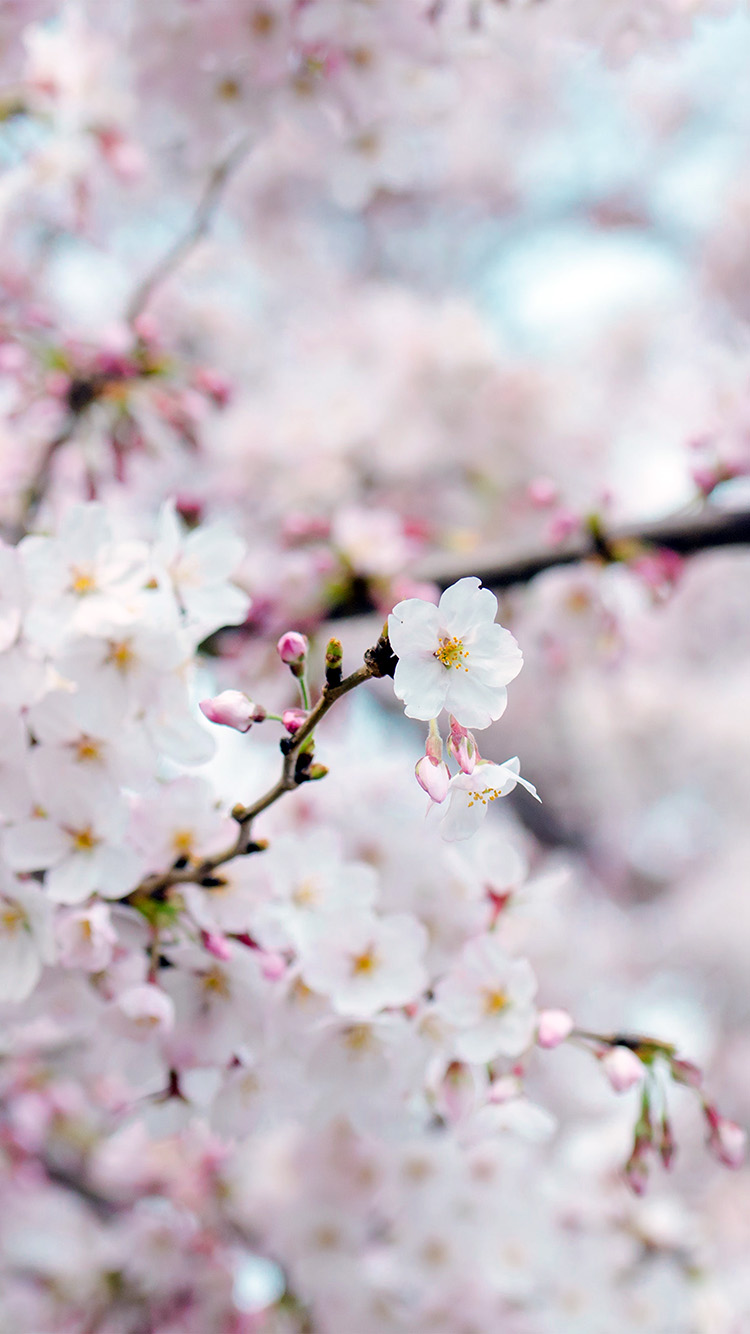 Cherry Blossom Flower Spring Tree
