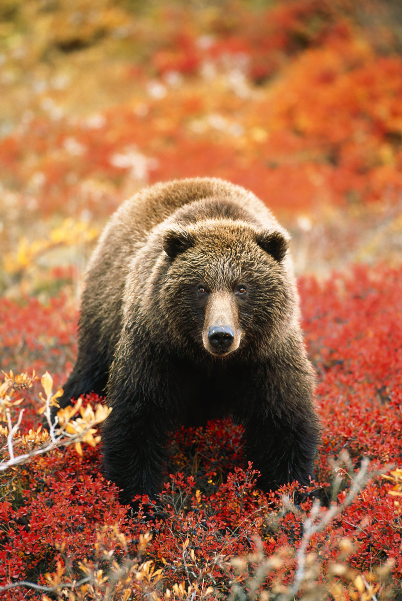Grizzly Bear Standing Amongst Alpine