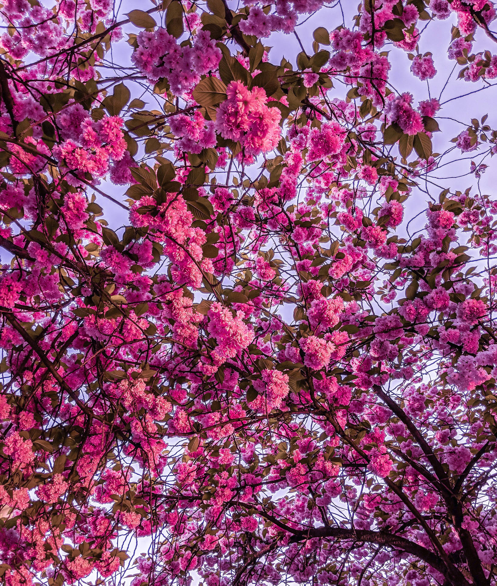 Cherry Blossom Background