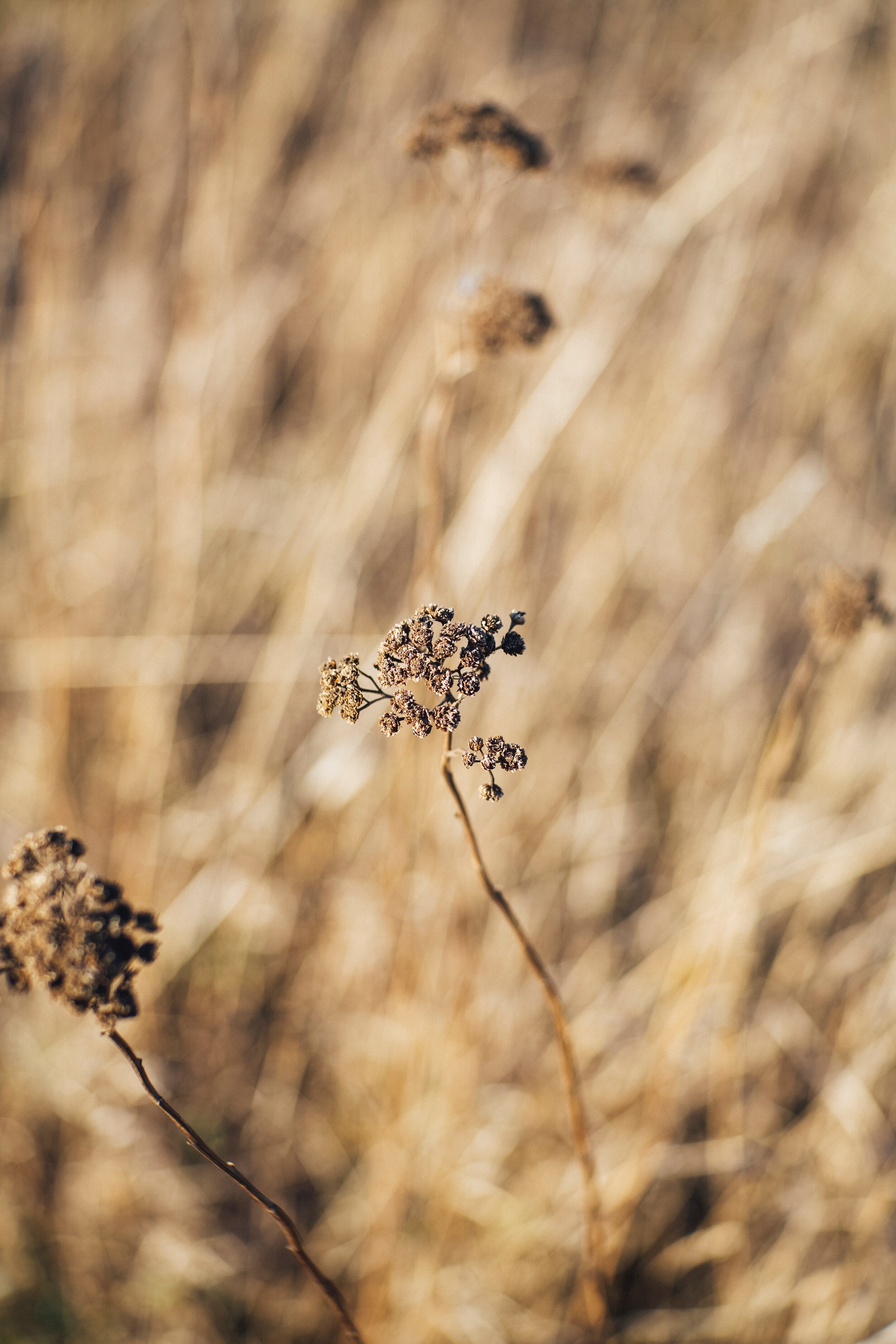 Flower Grows and the Petal Falls