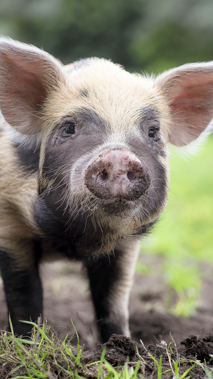 Pig Phone Wallpaper