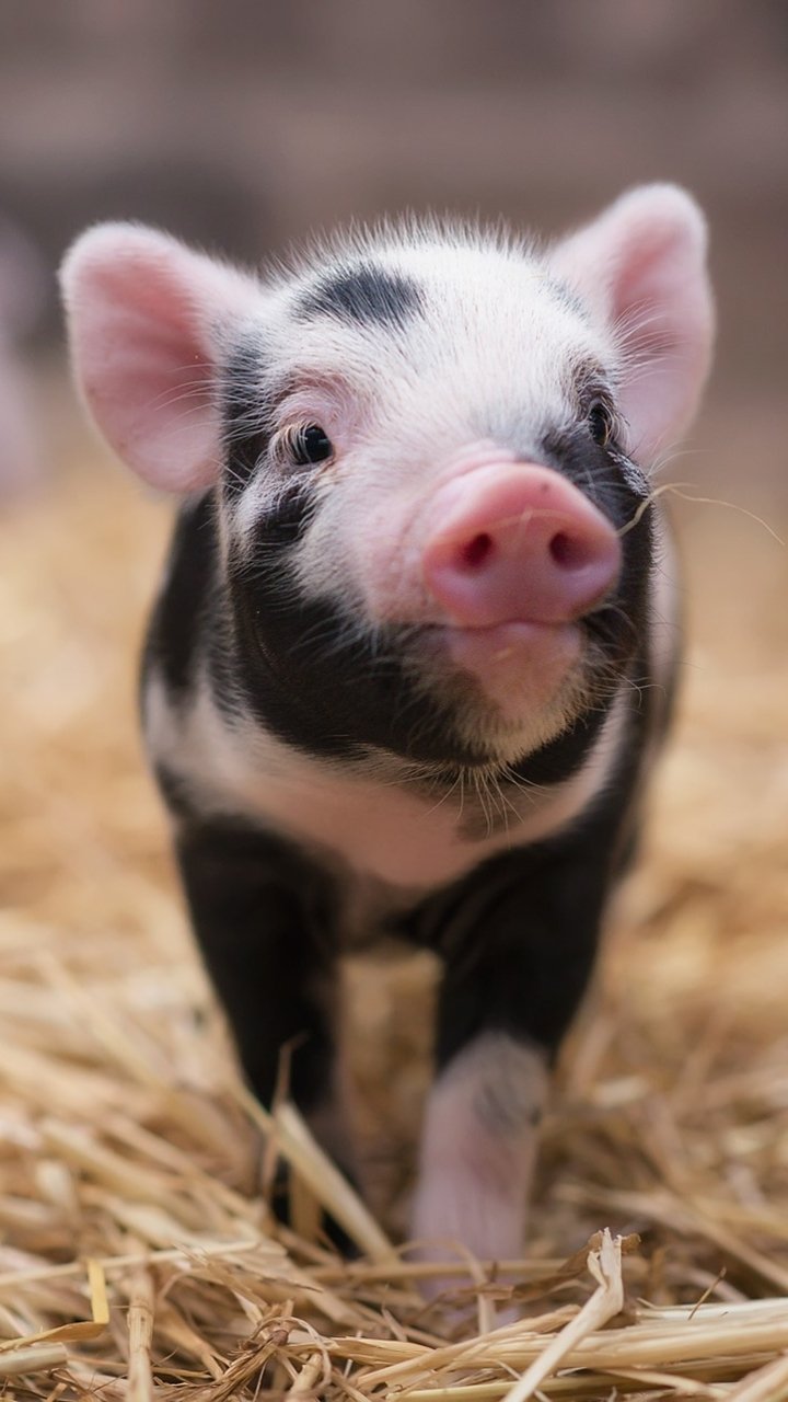 Baby Animal Animal Pig Phone Wallpaper