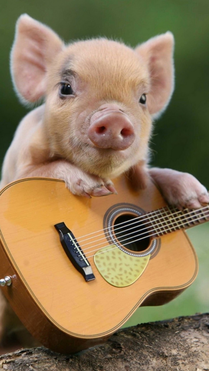 Baby Animal Animal Pig Phone Wallpaper