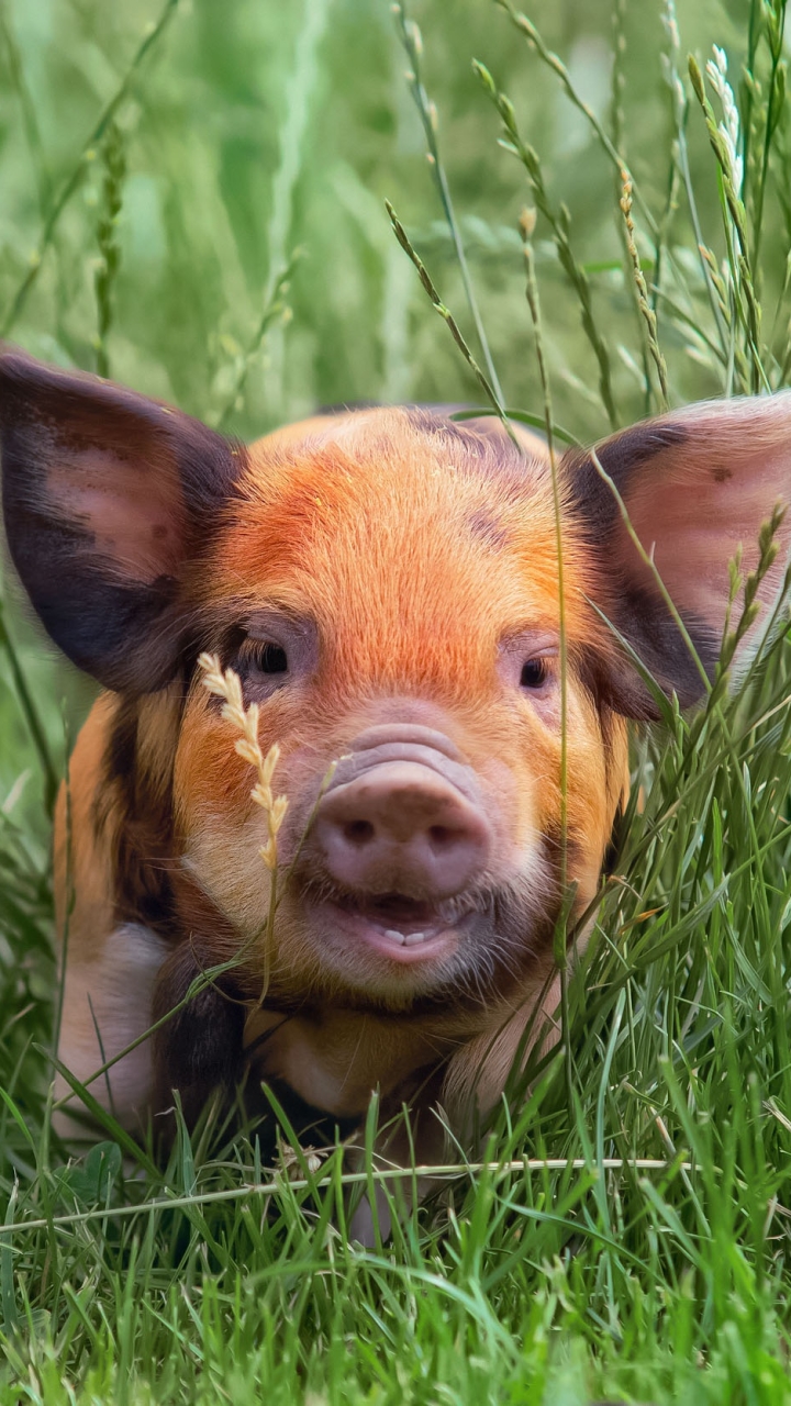Baby Animal Animal Pig Phone Wallpaper