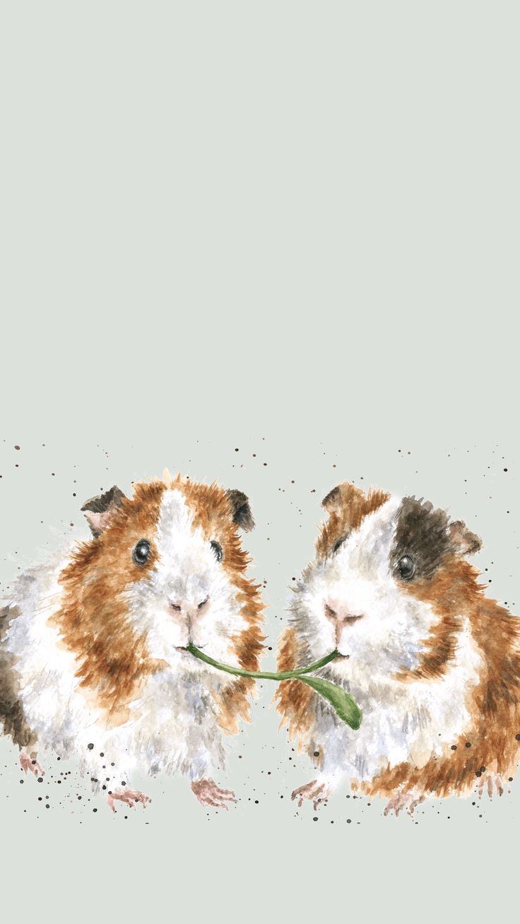 Guinea Pig Phone Wallpaper