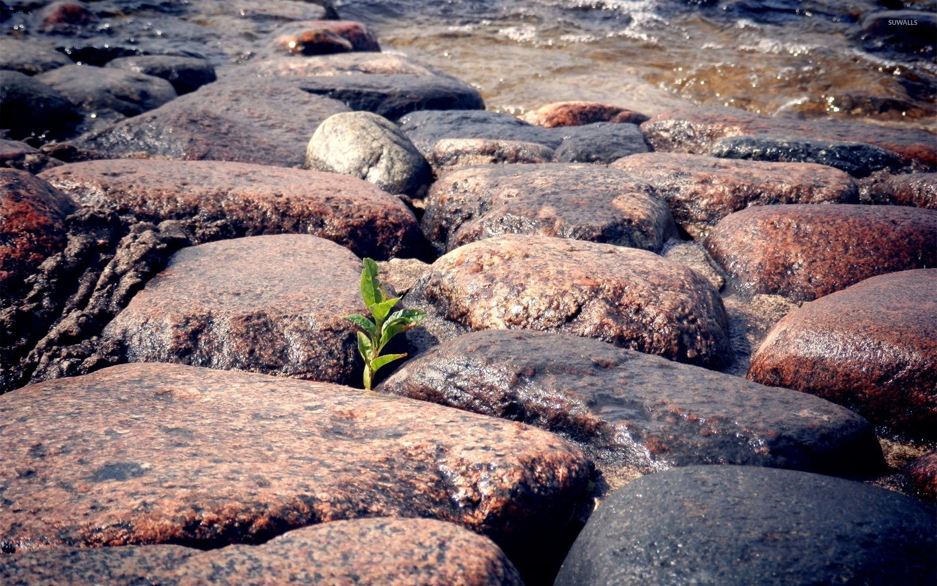 Plant growingch rocks
