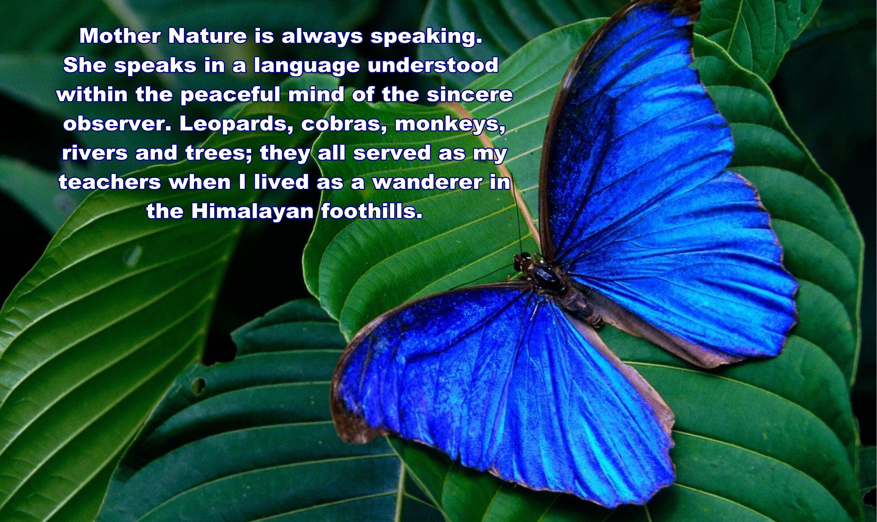 Download Leaf Blue Butterfly Quote Misc