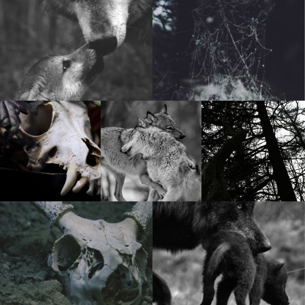 another wolf aesthetic