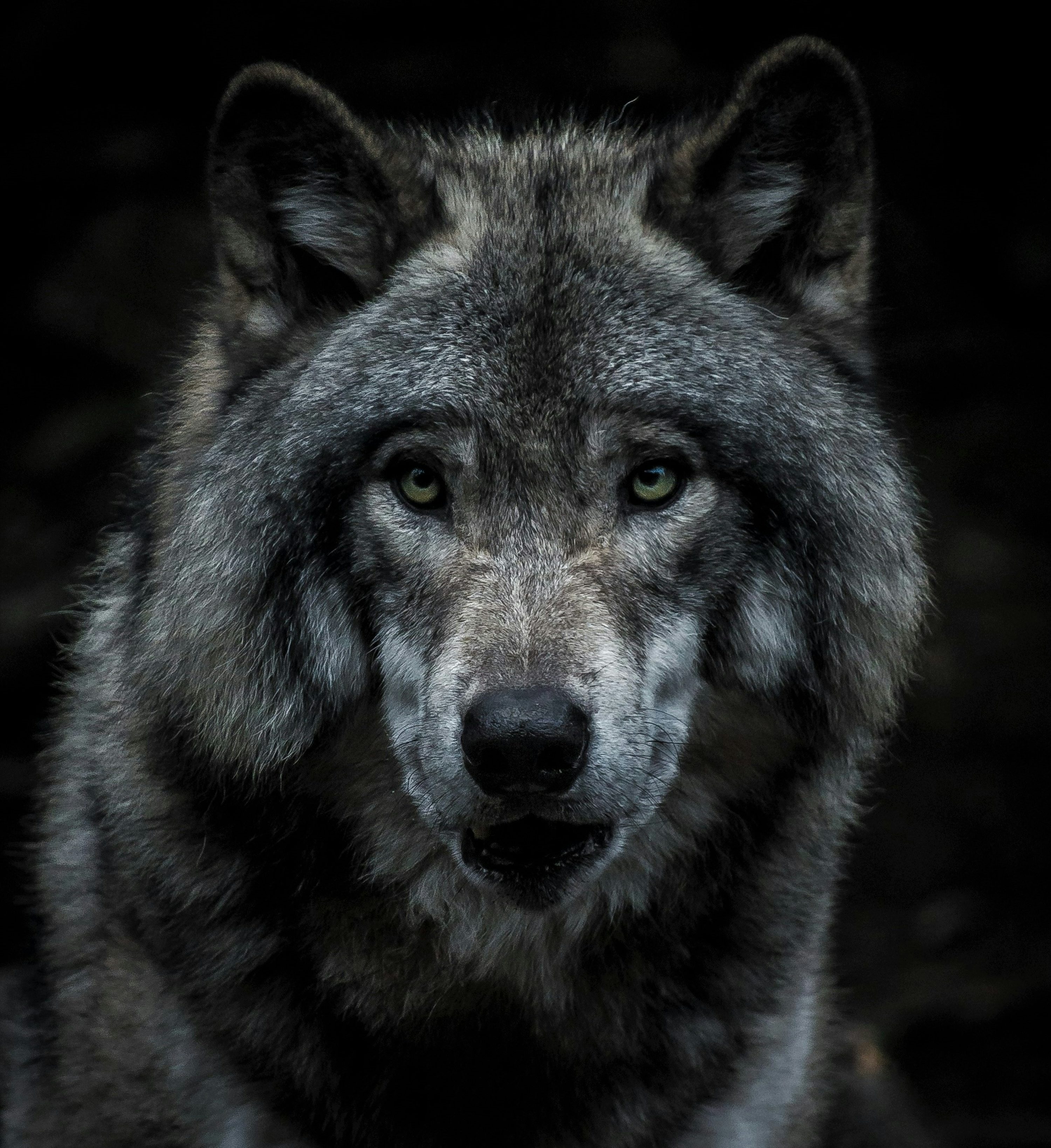 Wolf Wallpaper: Free HD Download
