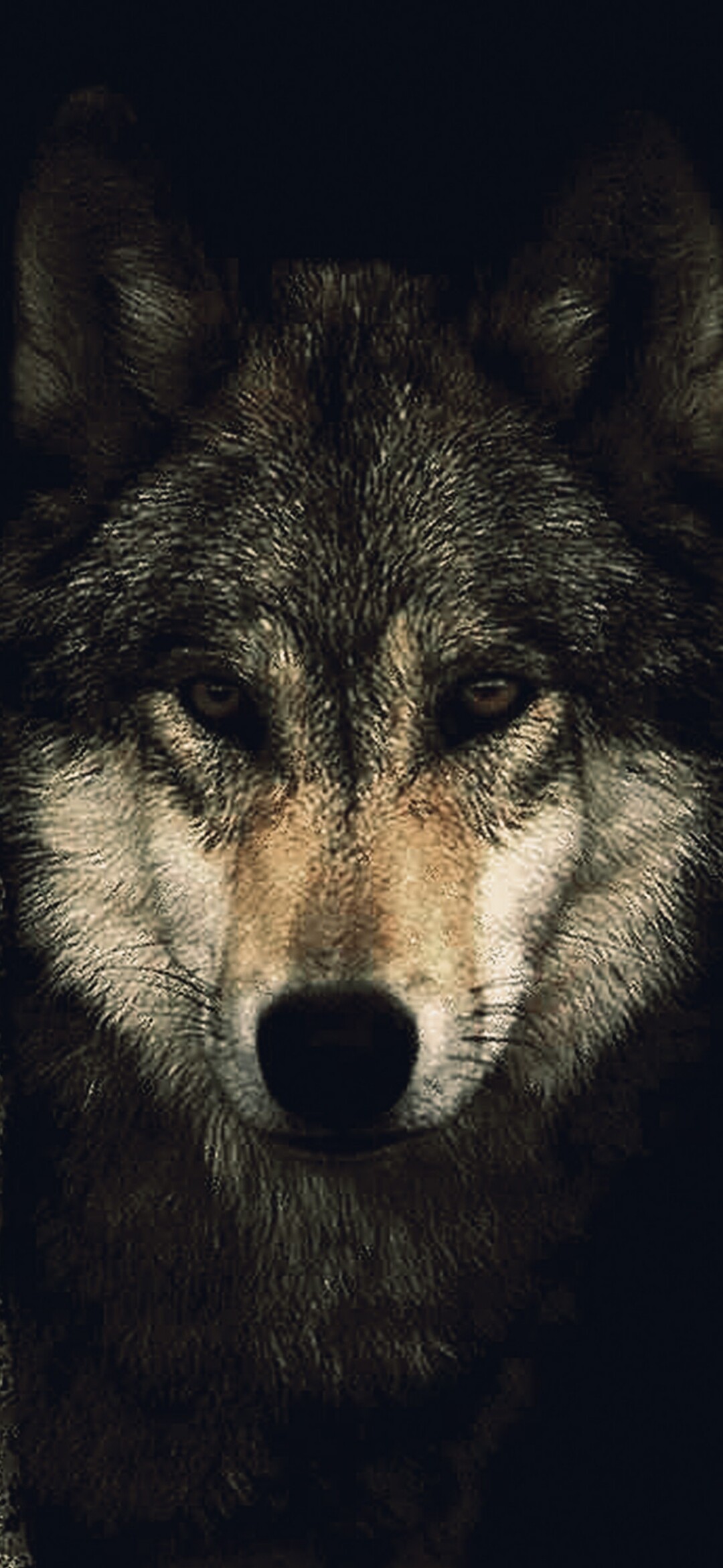 Wolf iPhone 4k Wallpapers - Wallpaper Cave