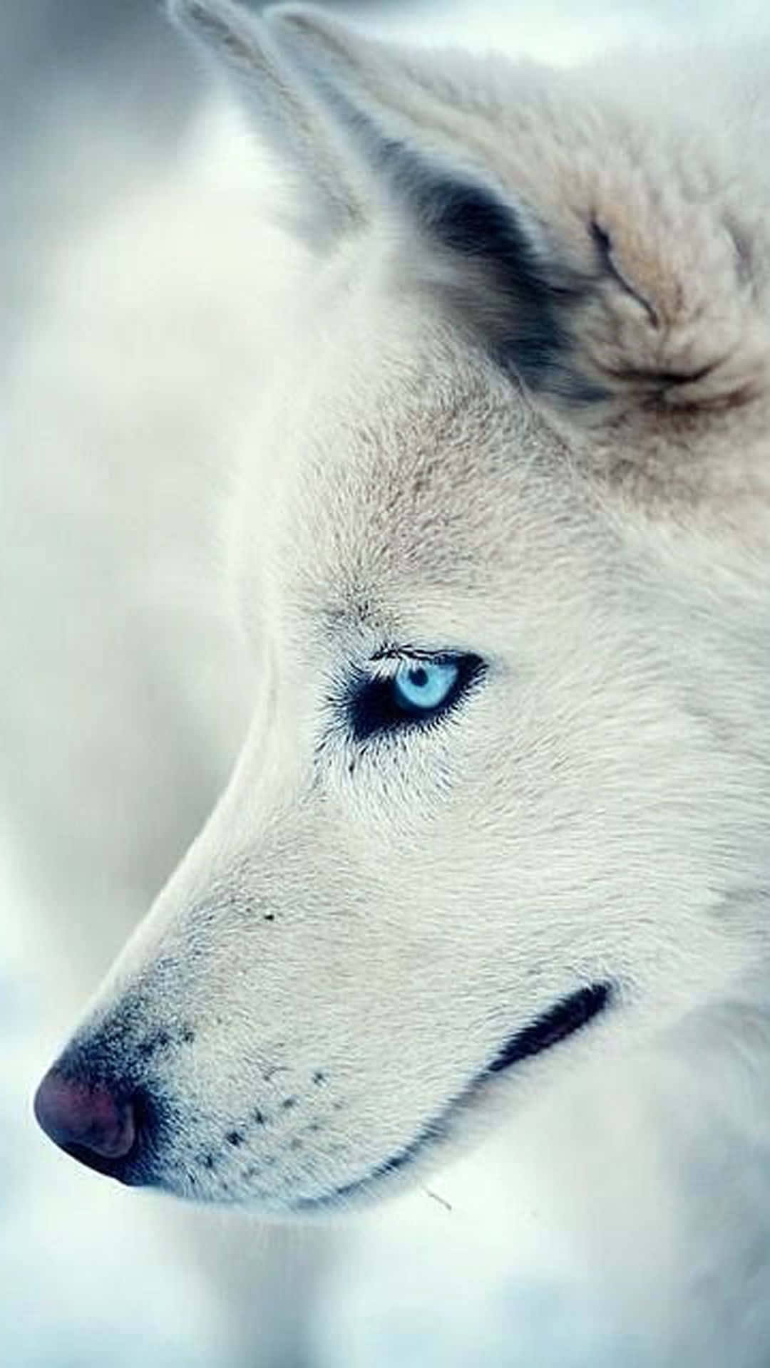 Wolf Wallpaper