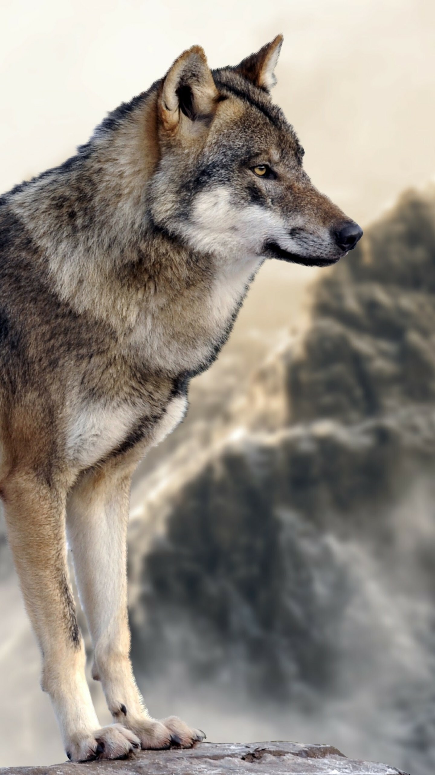 Wolf Wallpaper