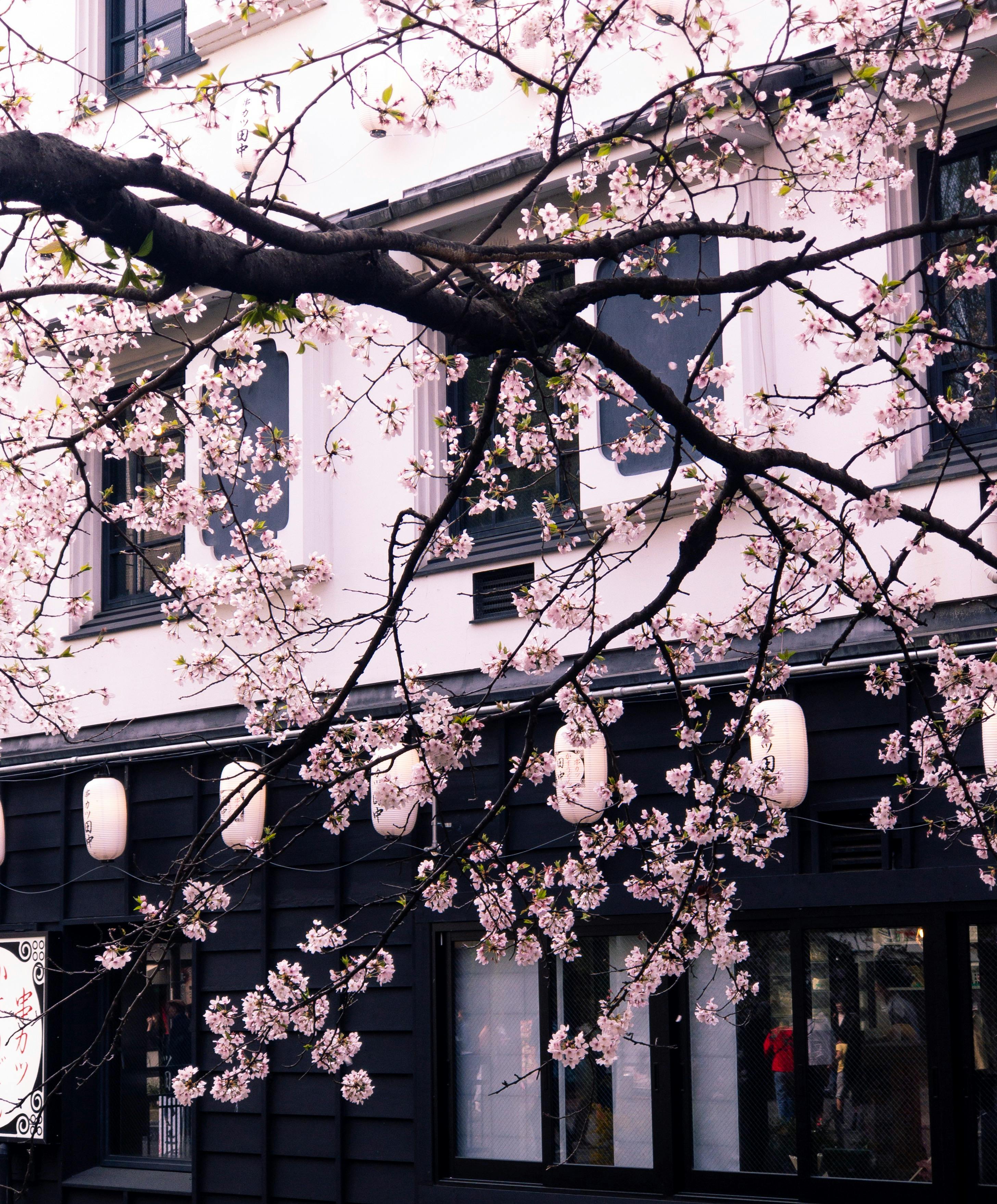 Sakura Photo, Download The BEST Free