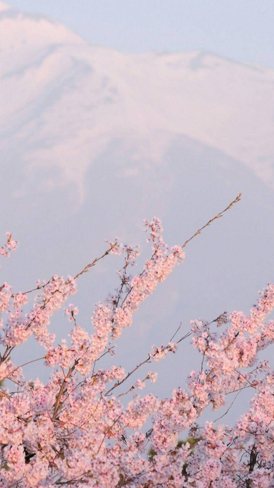 Download Aesthetic Tumblr Sakura