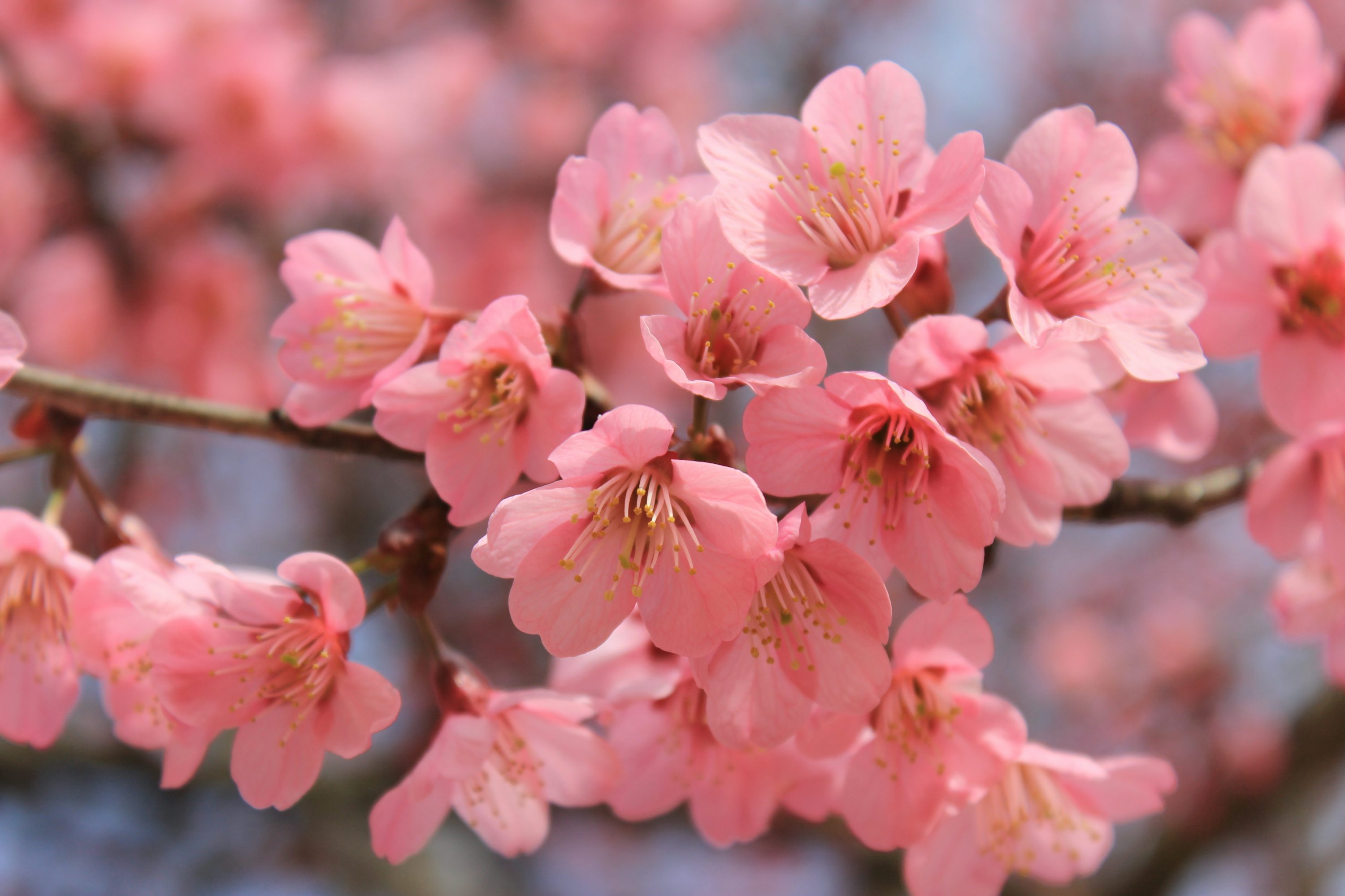 Sakura Flower Picture. Download