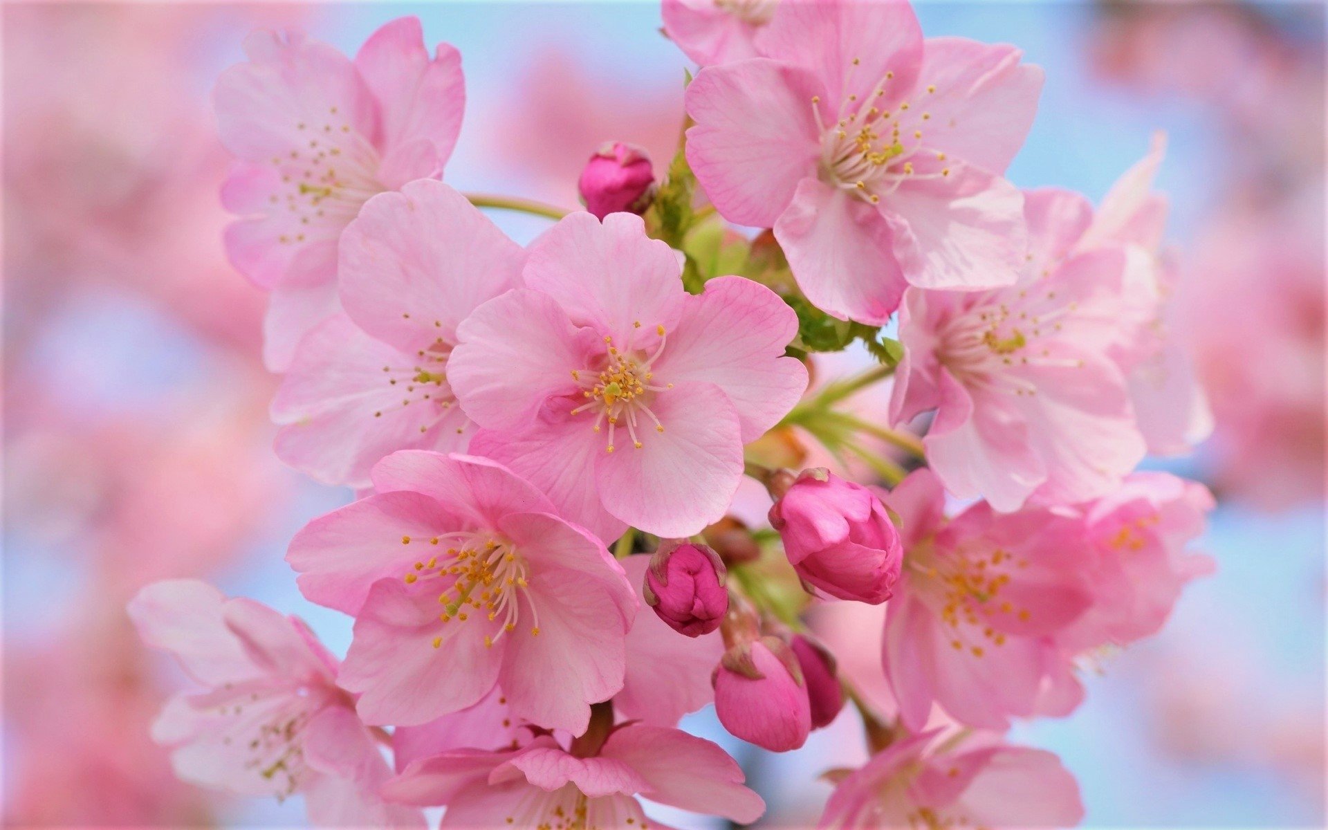 Cherry Blossom Nature Blossom HD Wallpaper