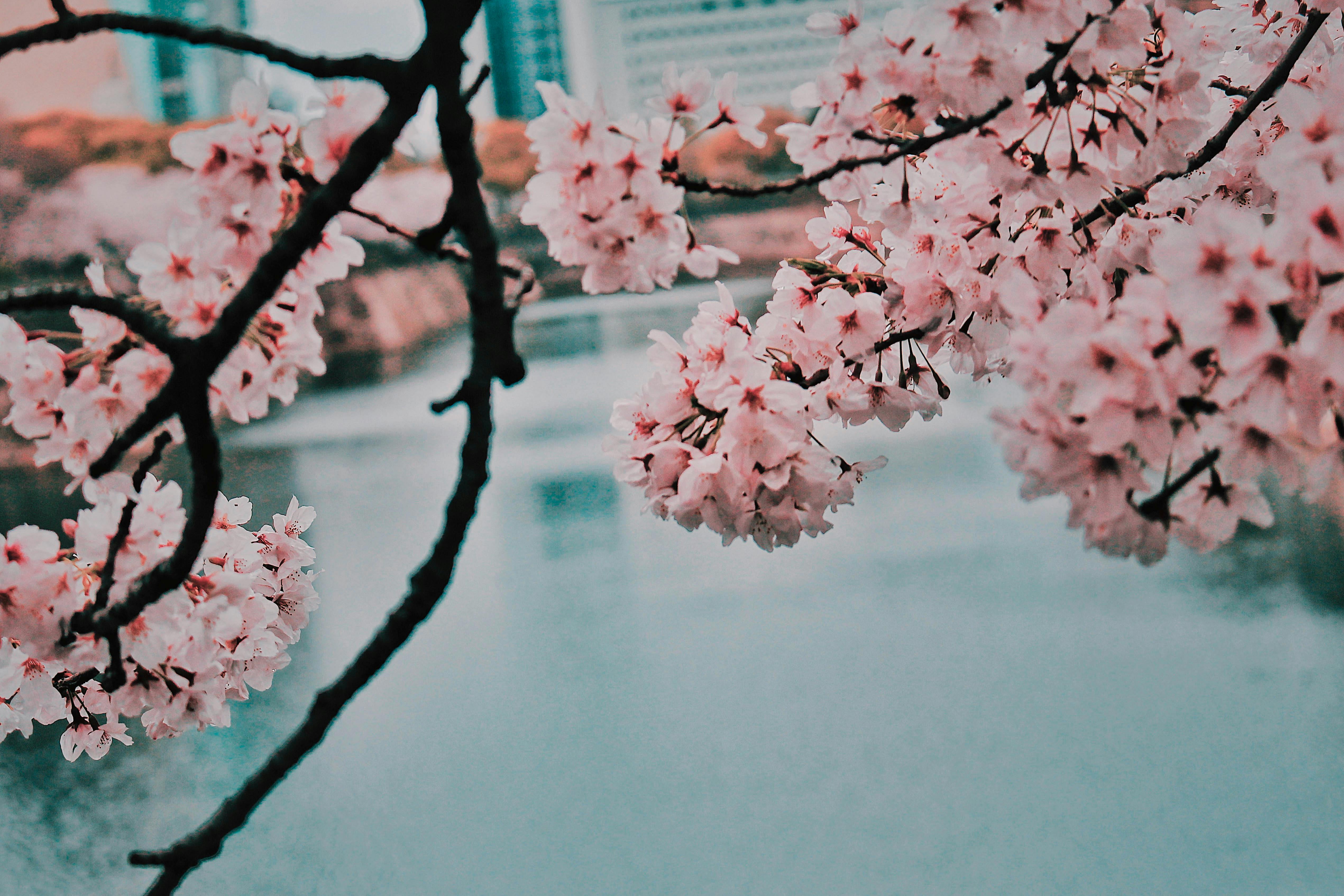 Cherry Blossom Photo, Download