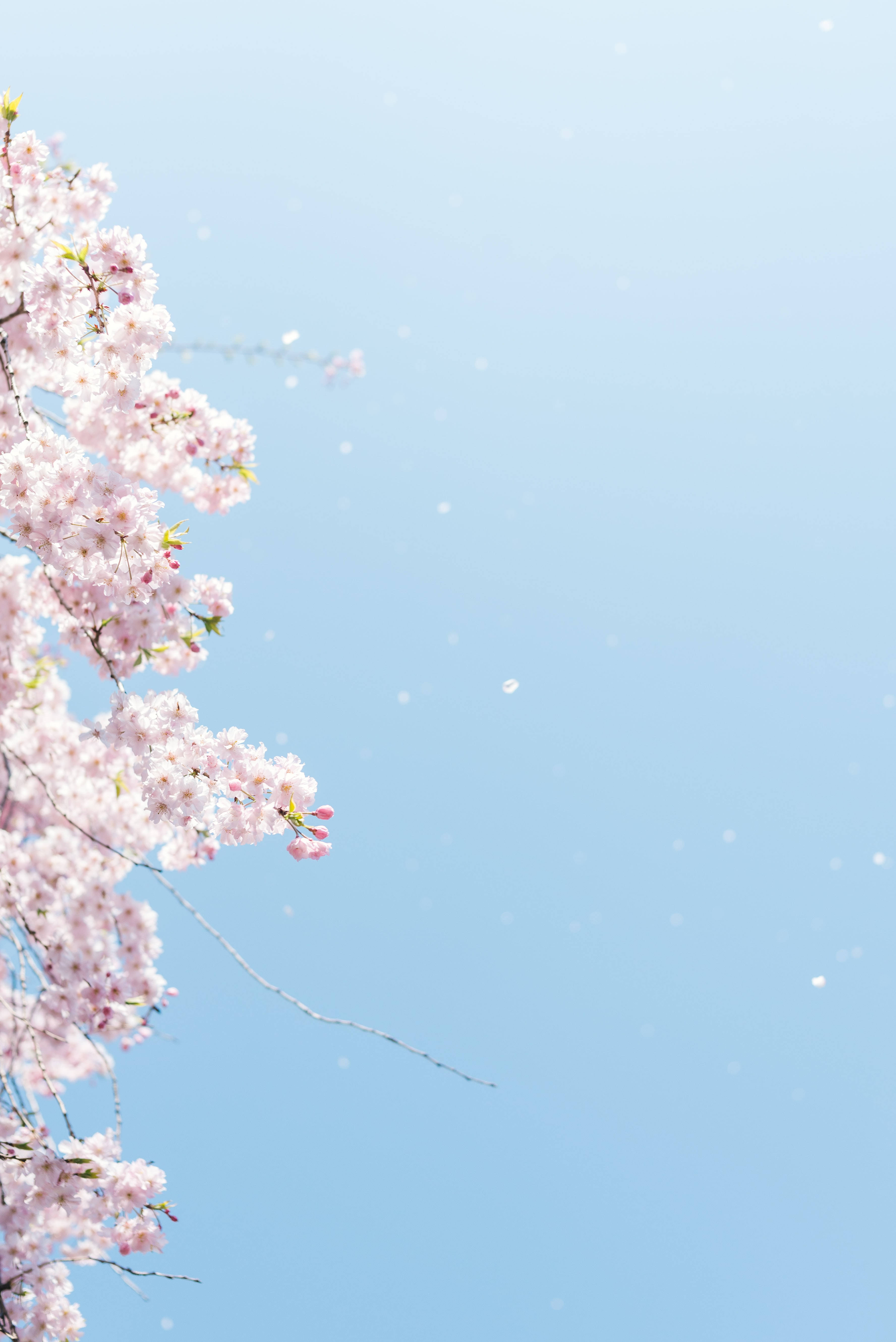 Free Japanese Sakura HD Wallpaper