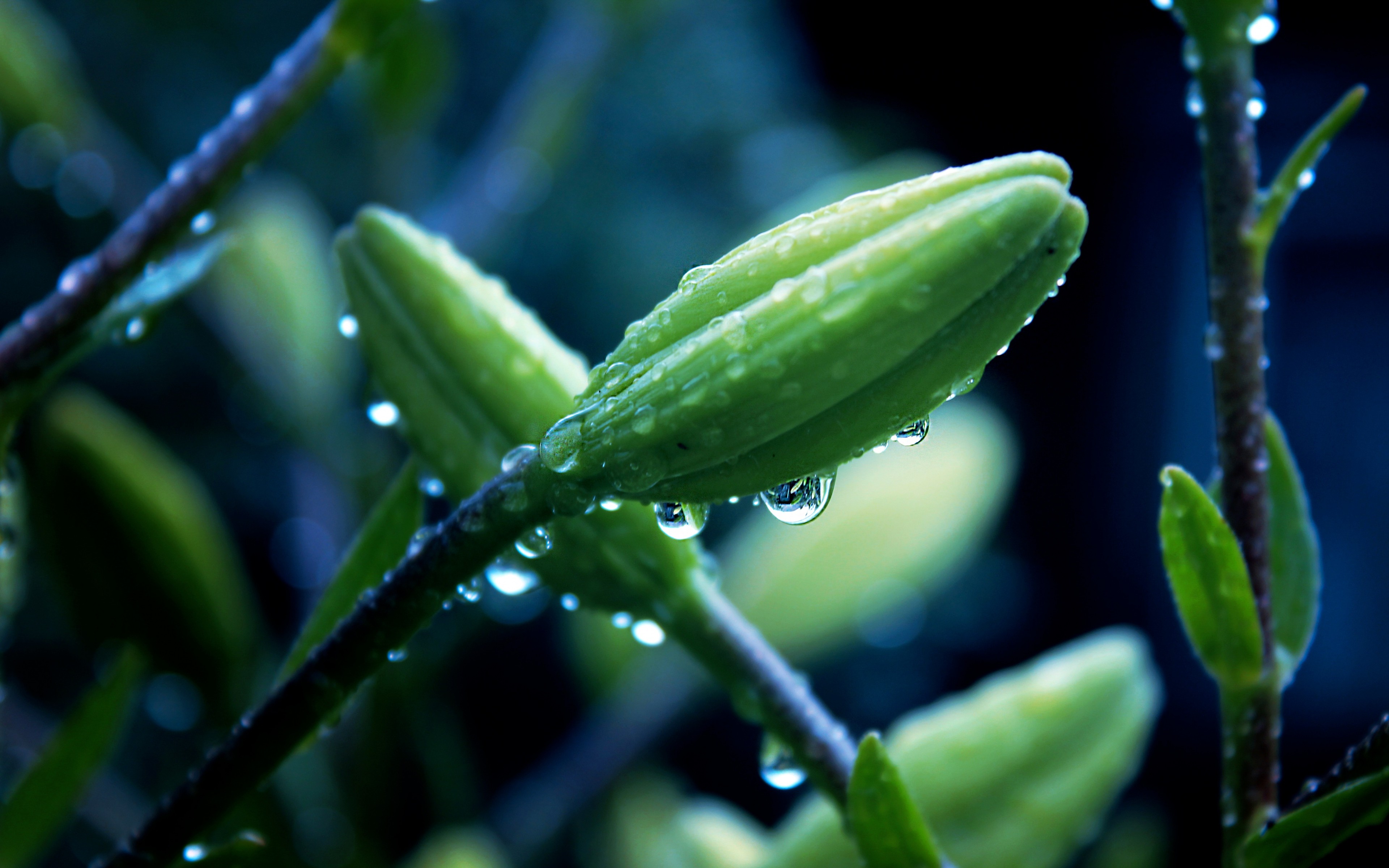 Water Drop 4k Ultra HD Wallpaper