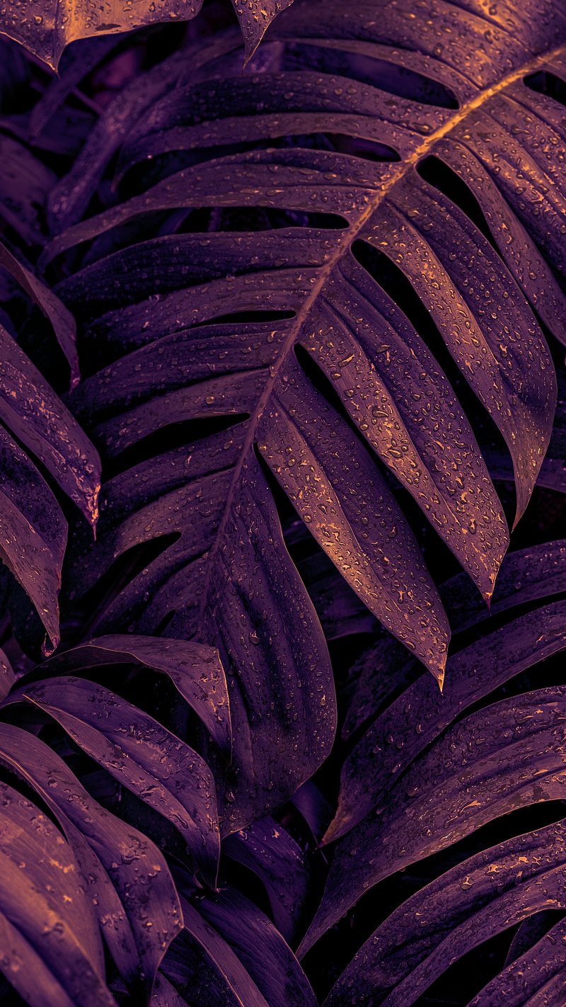 Purple Wallpaper iPhone Wallpaper