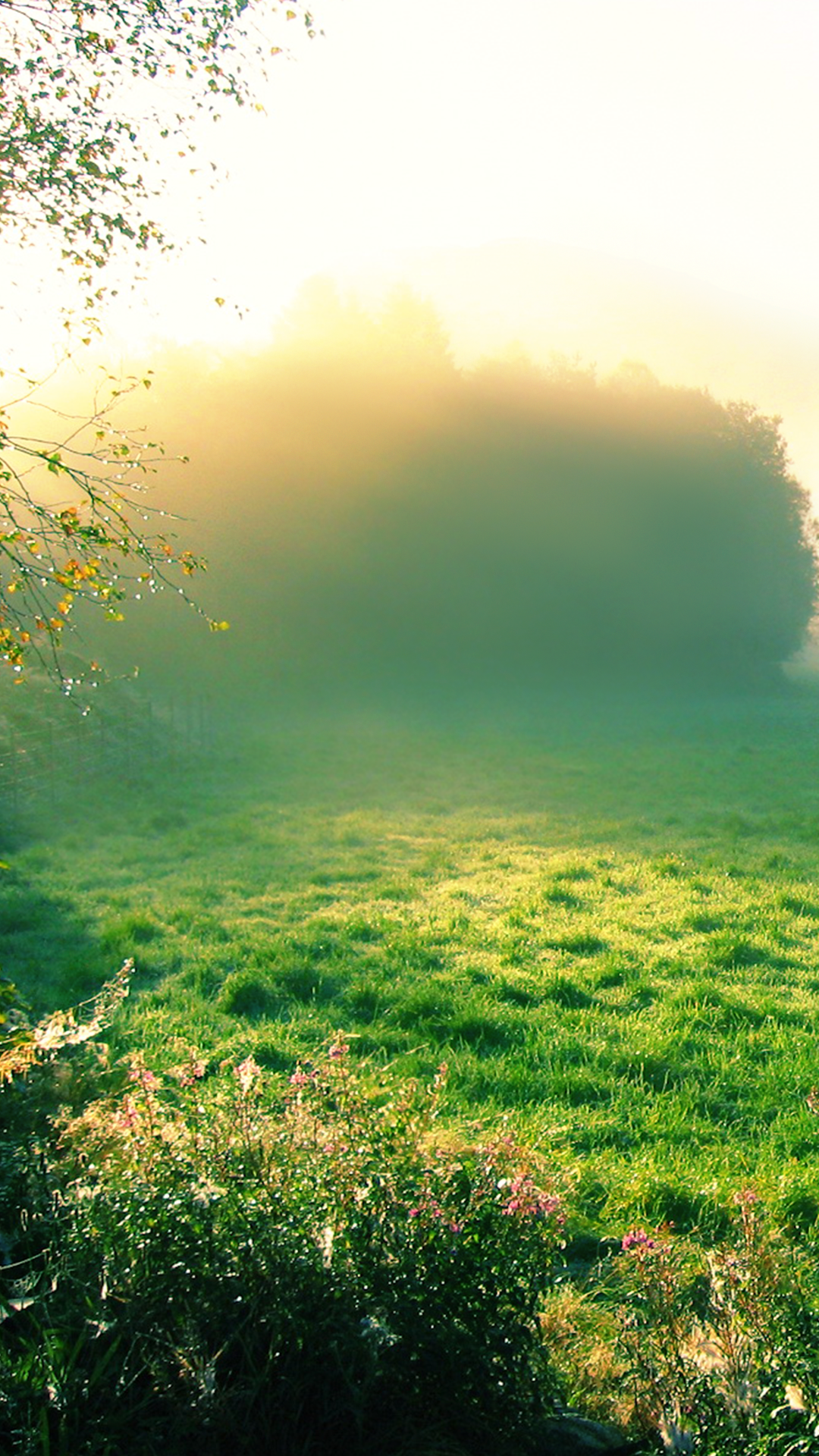 Misty Morning Wallpaper iPhone 14