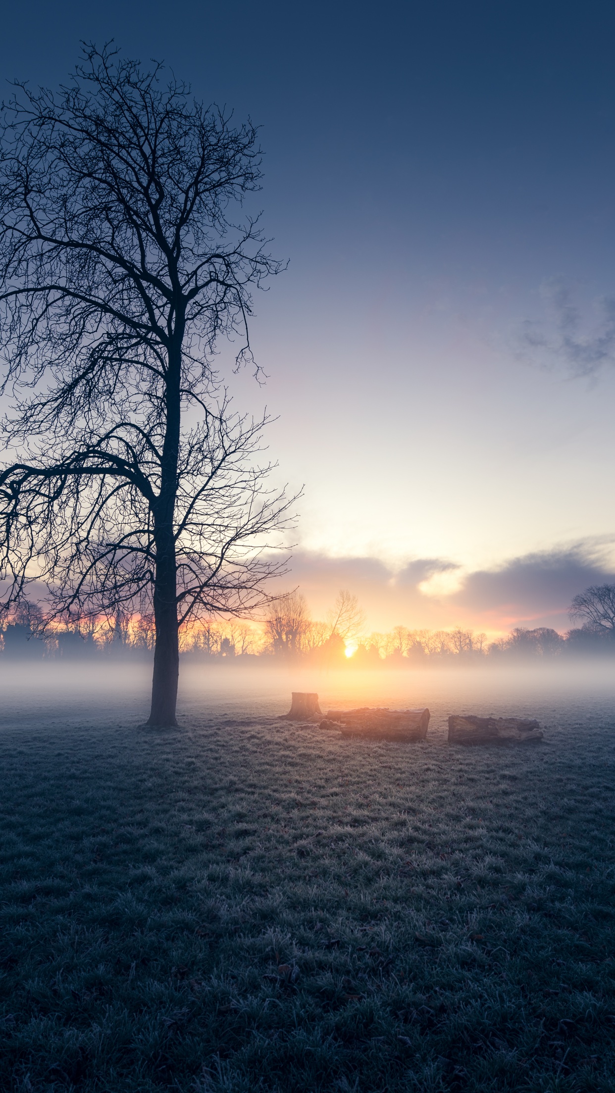 Sunrise Wallpaper 4K, Trees, Silhouette