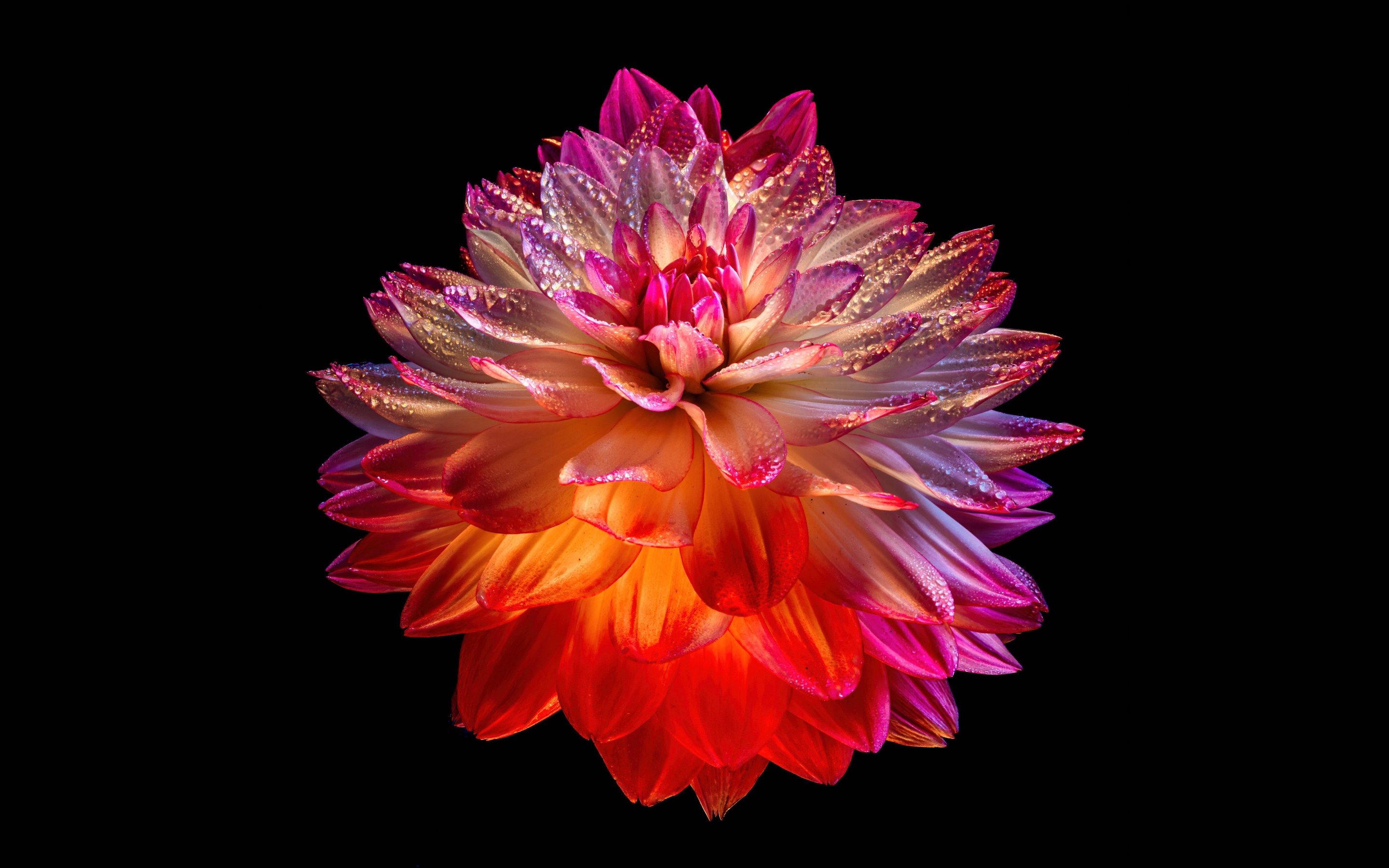 Dahlia flower Wallpaper 4K, Colorful
