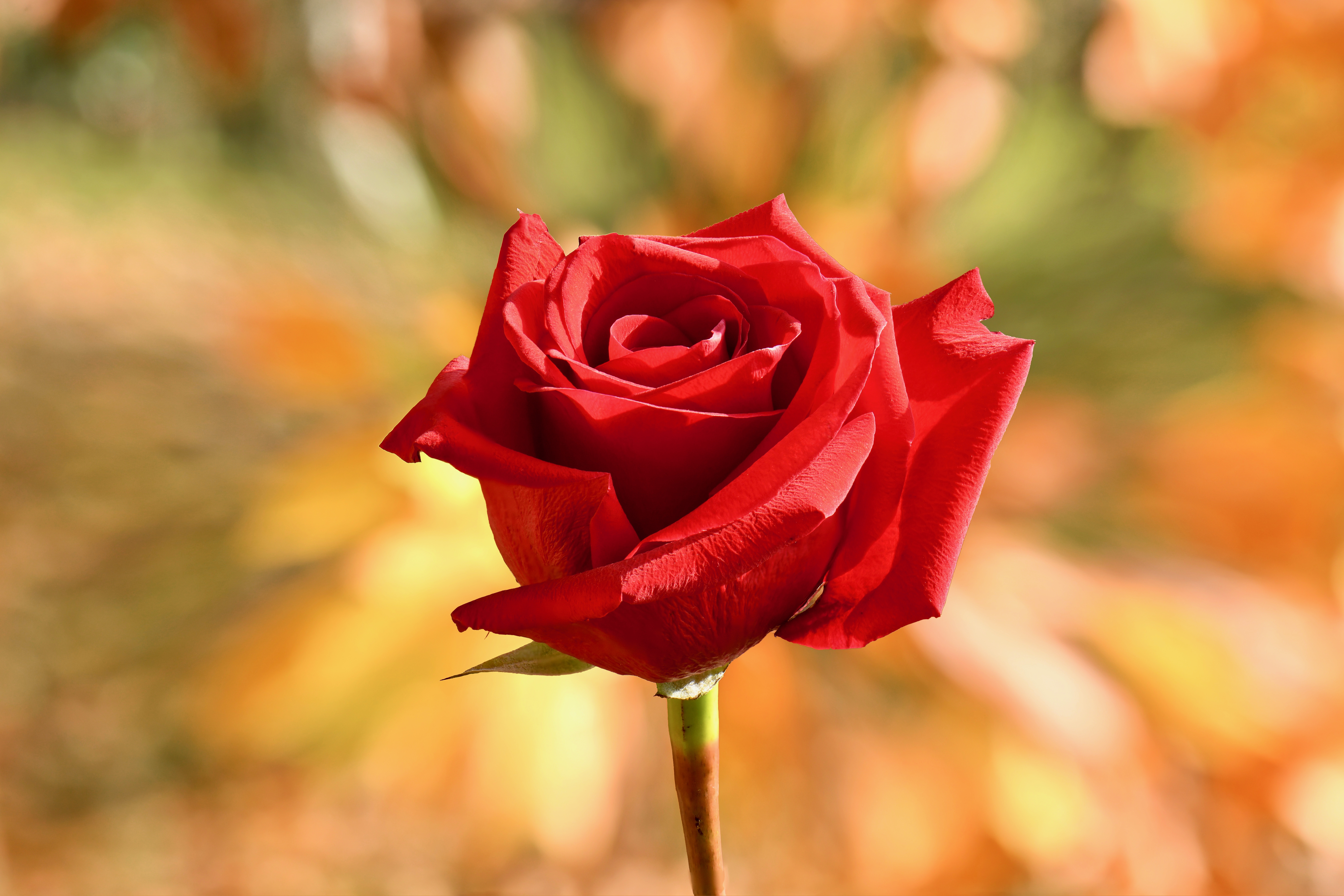 Download Red Rose Blur Flower Nature