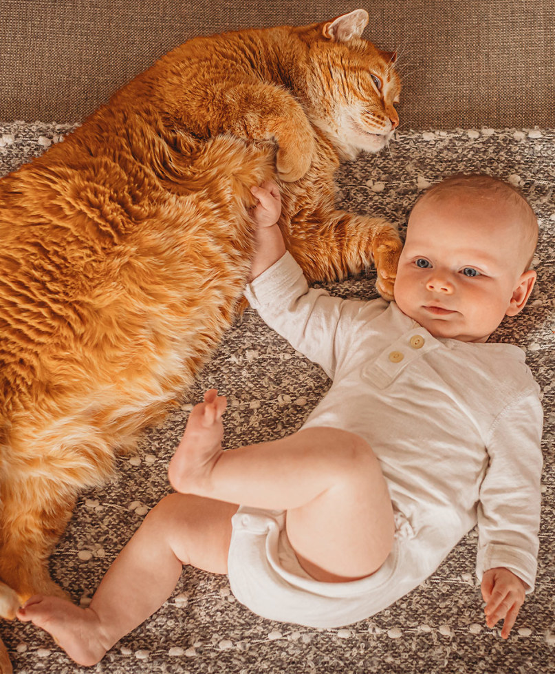 Cute Photo of Cats and Babies Sure to