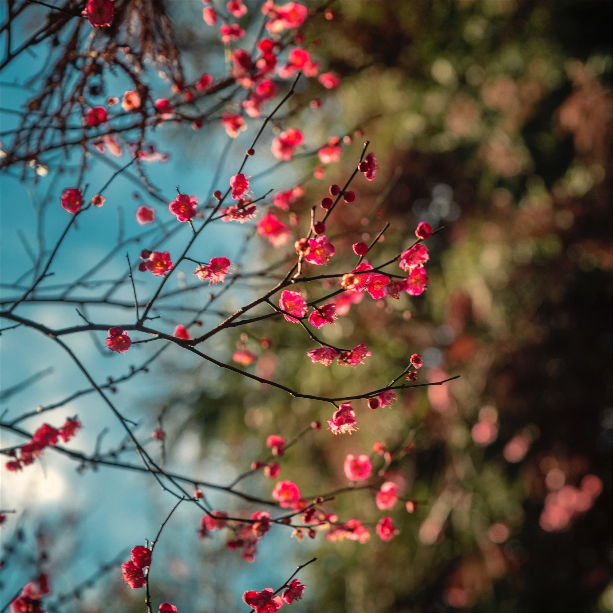 blossom petal flowers 8k iPad Air