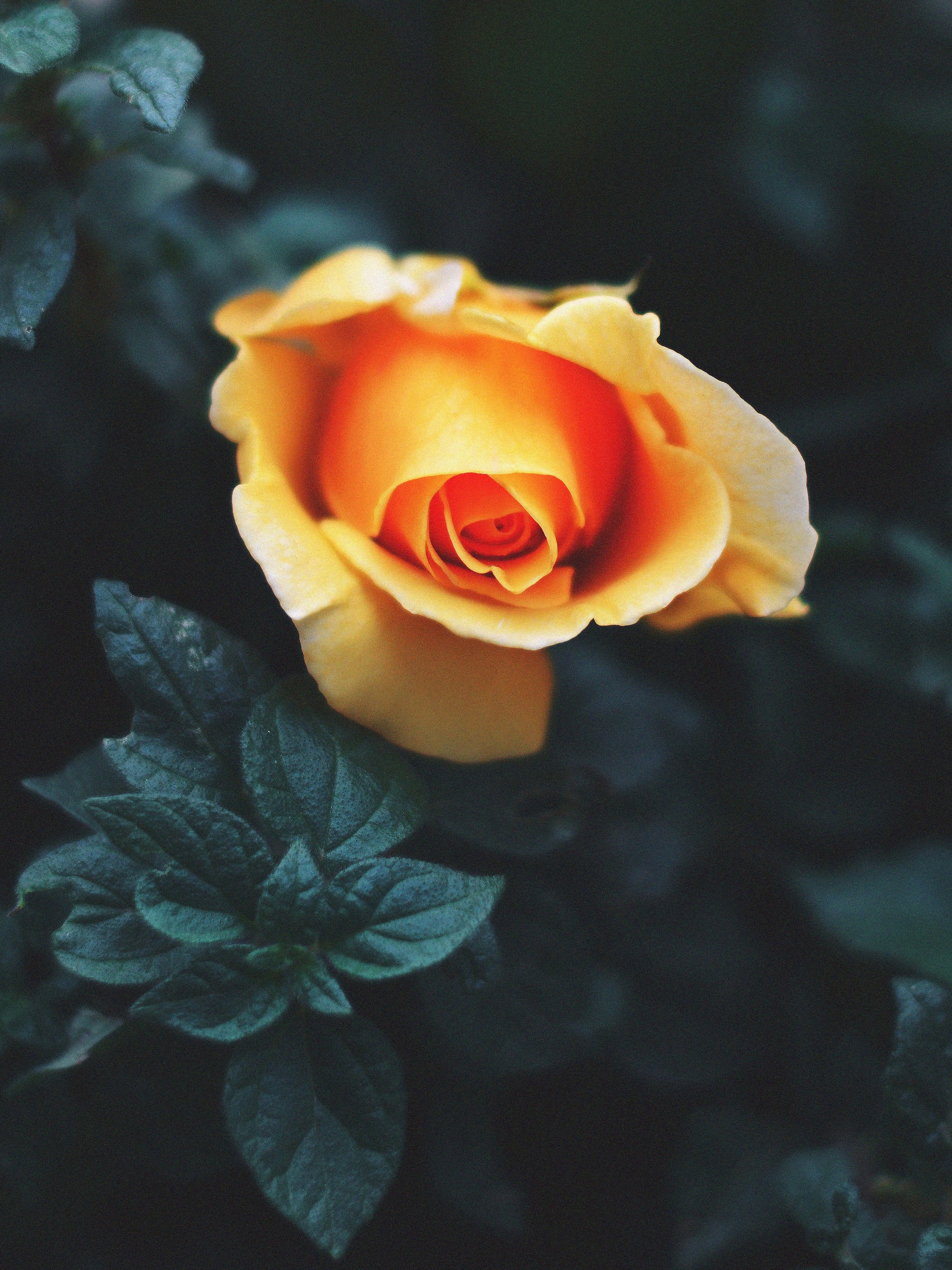 Rose Orange Flower Nature 8K Wallpaper