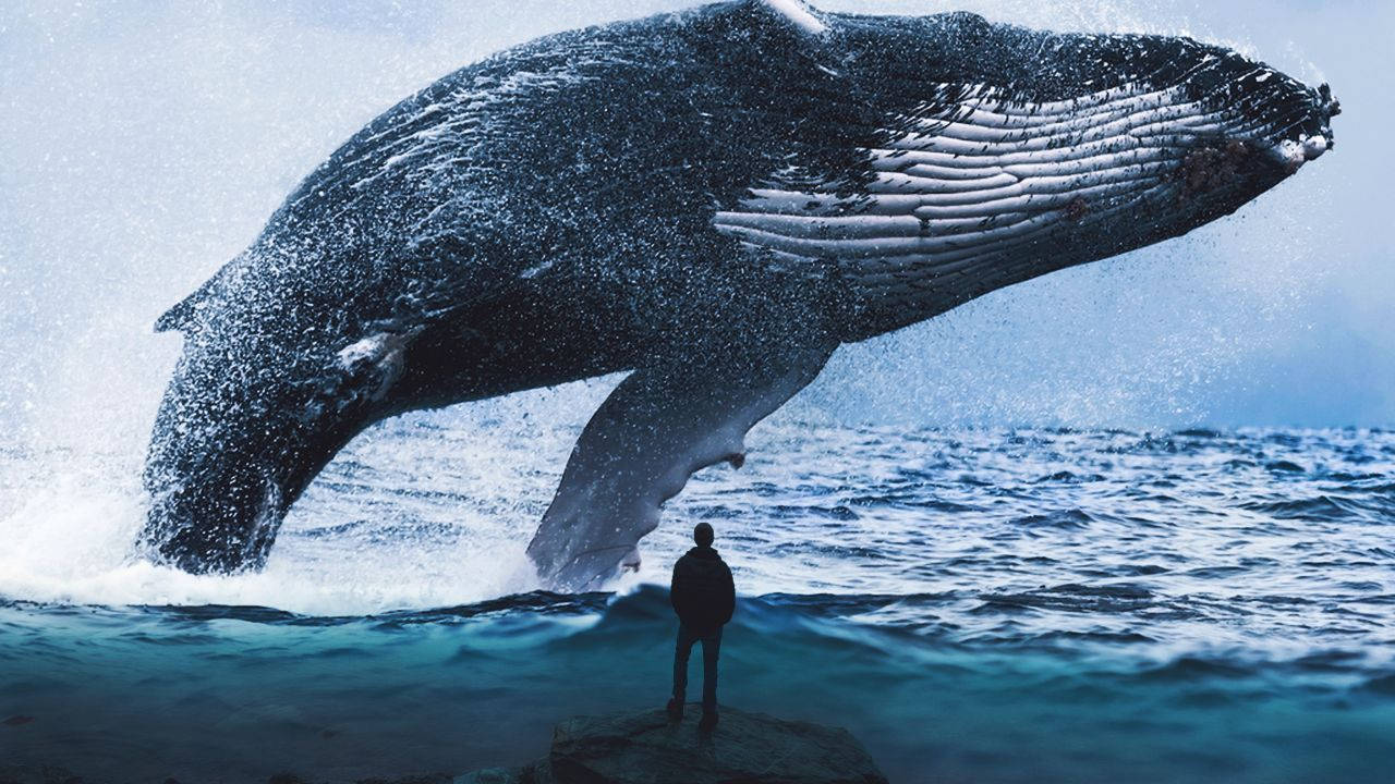 Free Whale HD Wallpaper