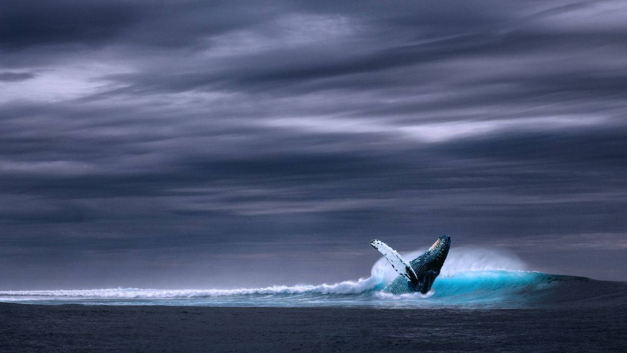 Free Whale HD Wallpaper
