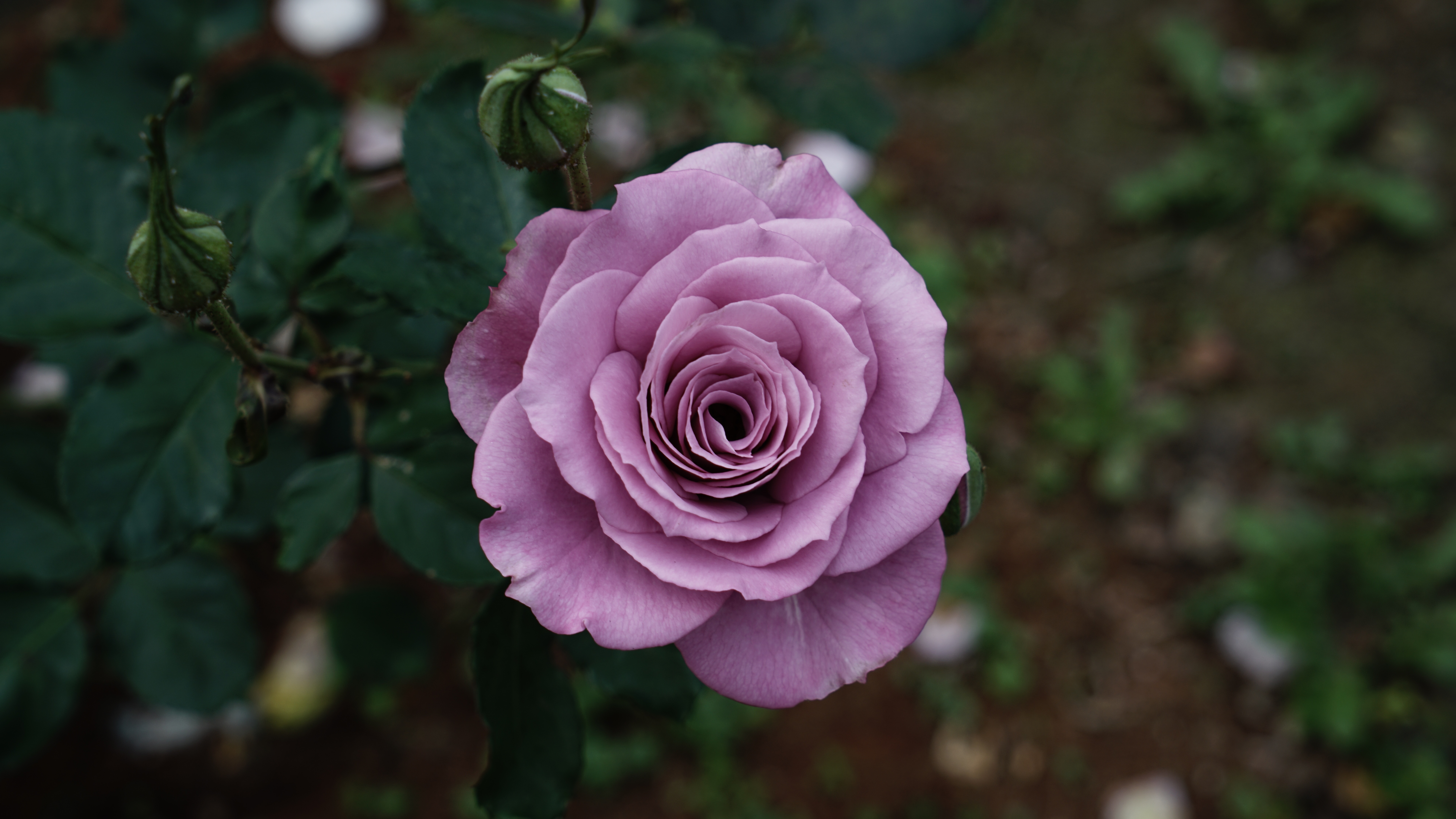 Download wallpaper 7680x4320 violet