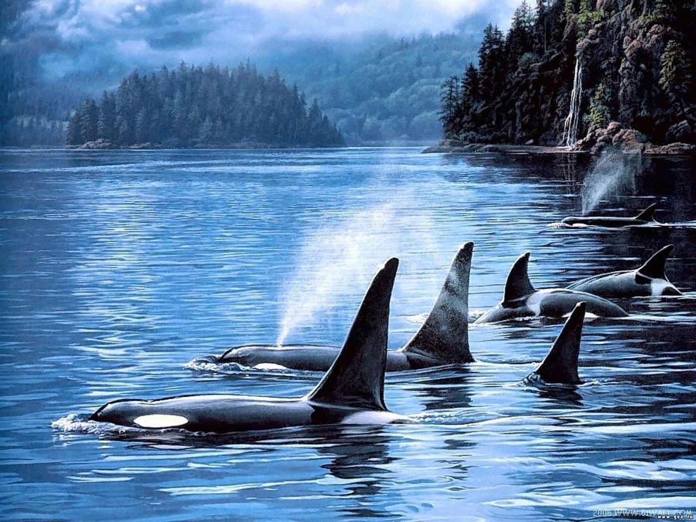 Killer Whales wallpaper for desktop