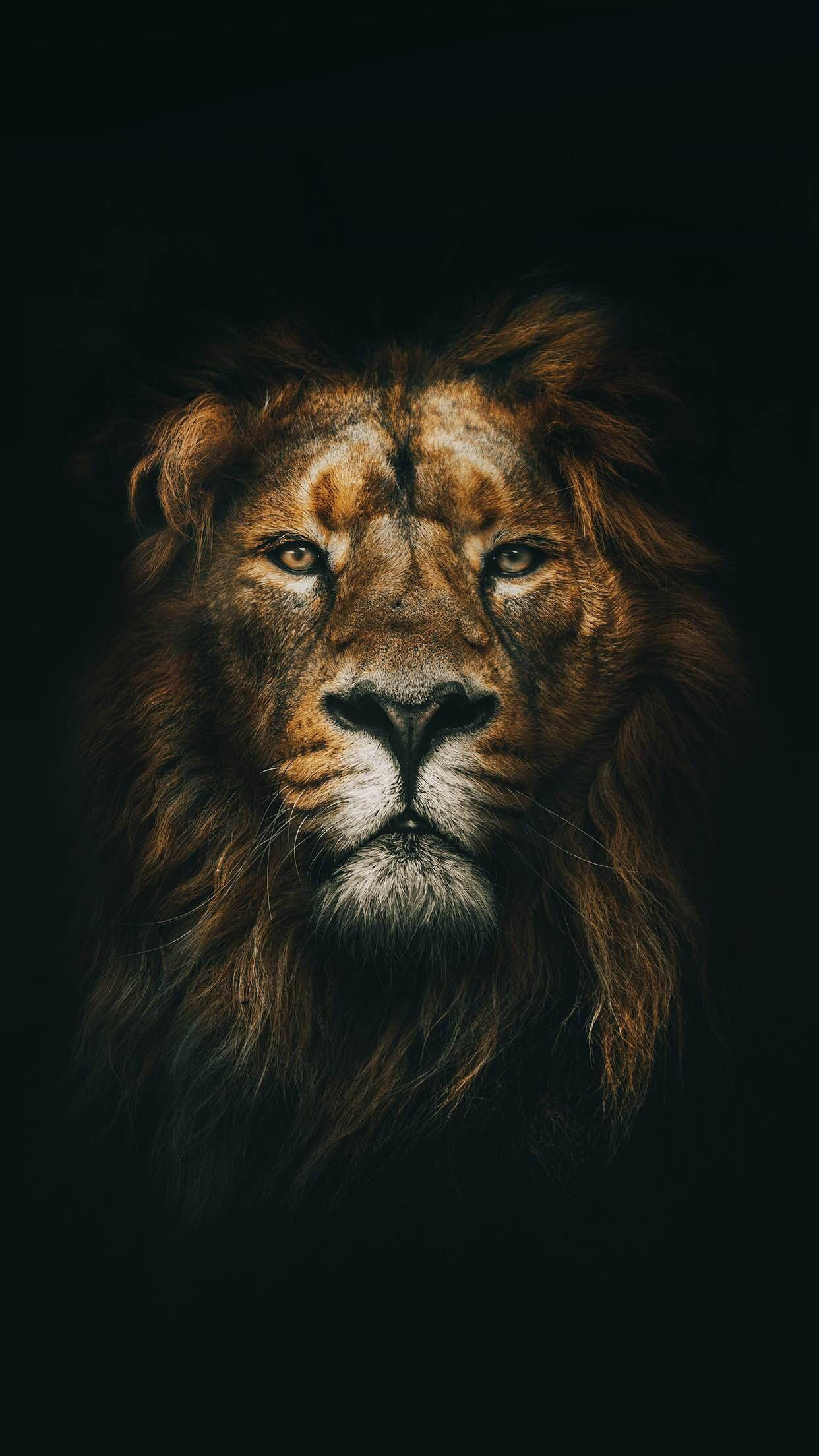 Free Lion iPhone HD Wallpaper