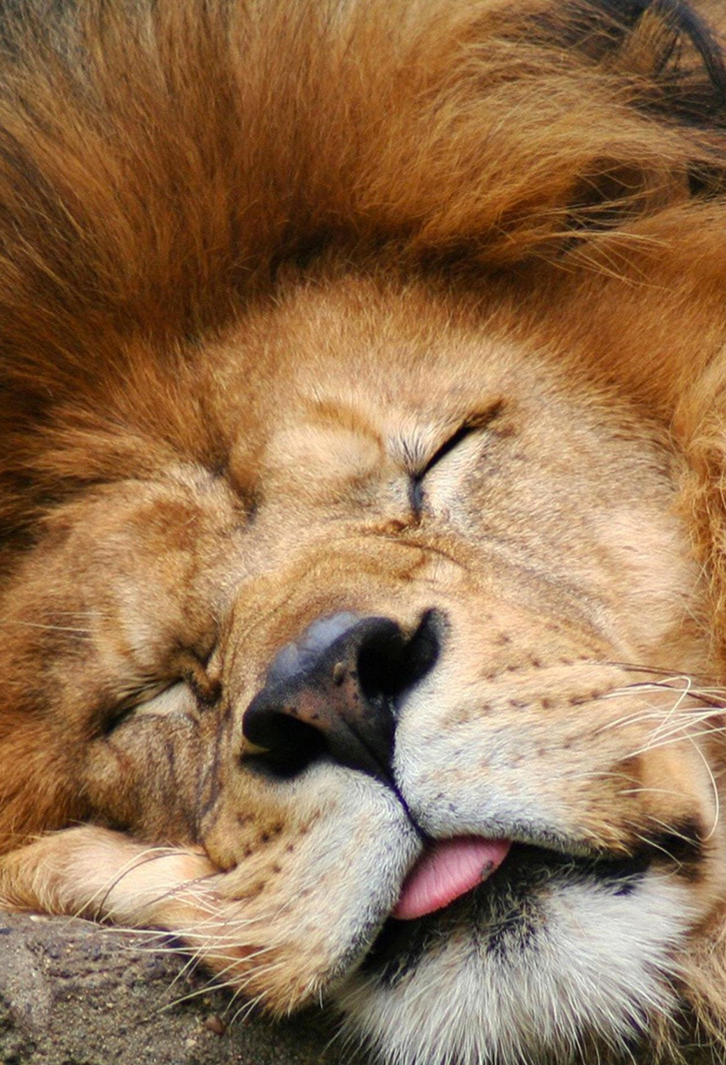 Lion Wallpaper for iPhone 11, Pro Max