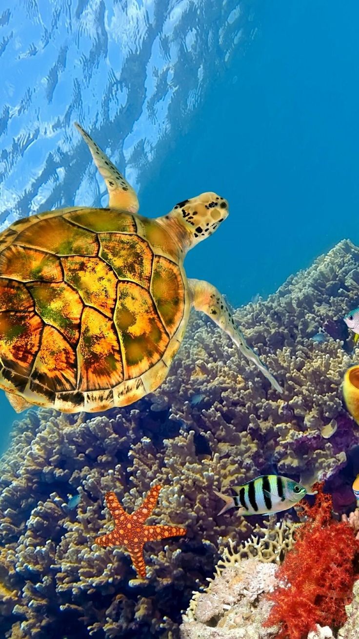 lock screen sea turtle wallpaper iphone