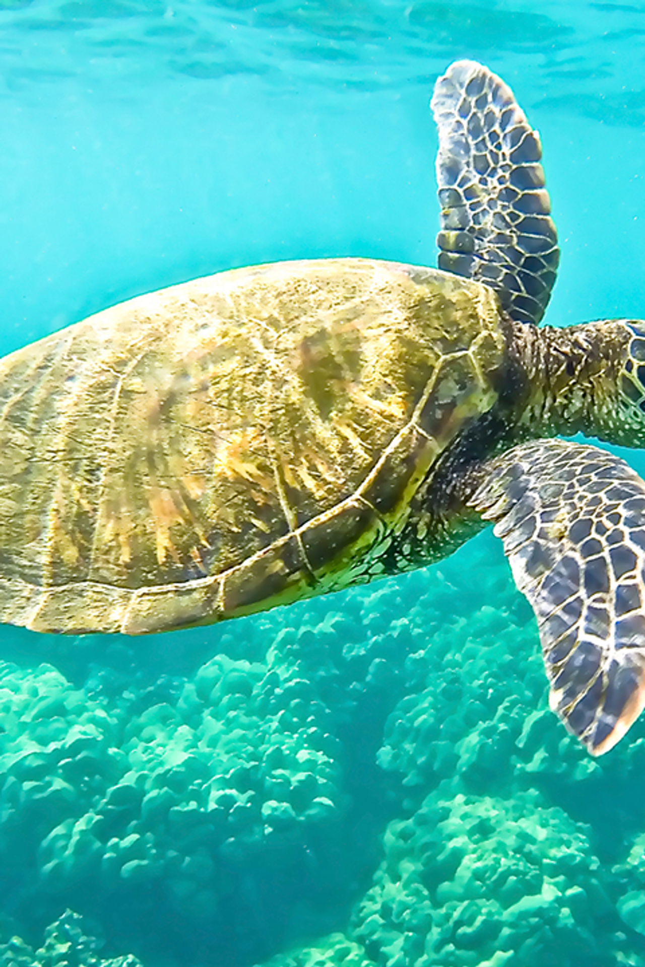 Sea Turtle Day dives into deep appreciation