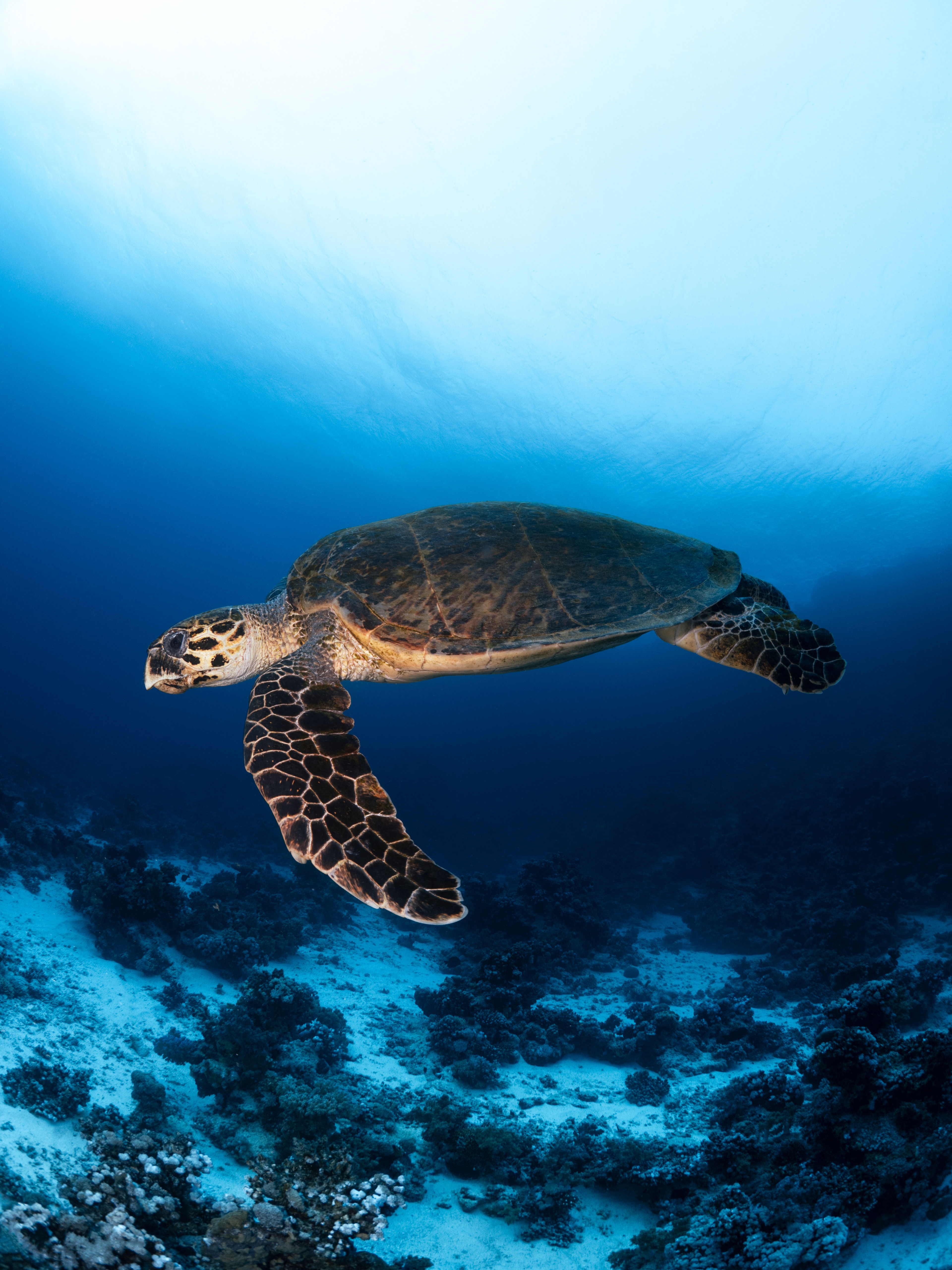 A Hawksbill Turtle