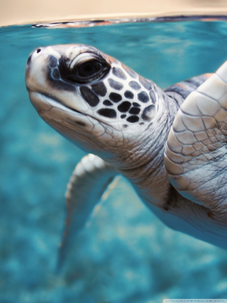 Green Sea Turtle Underwater Ultra HD