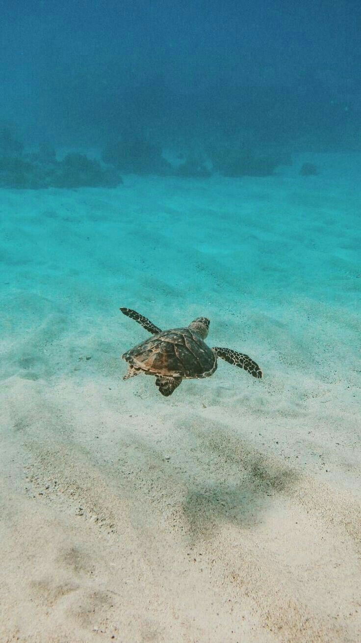 Sea turtle wallpaper, Turtle wallpaper