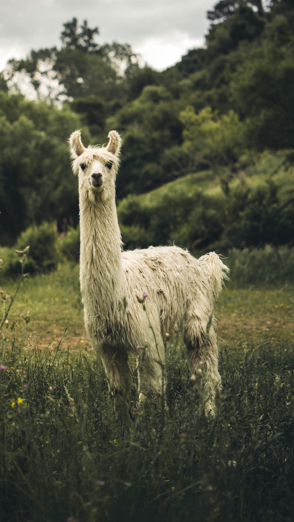 wallpaper 938x1668 llama, white
