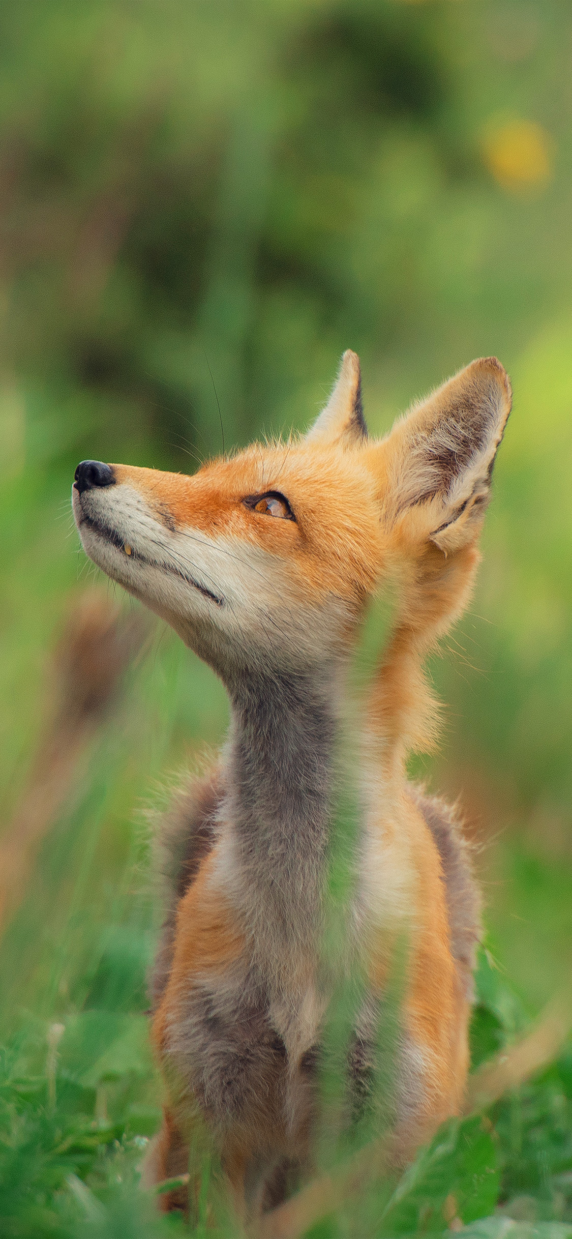 Little Fox Animal Cute Nature