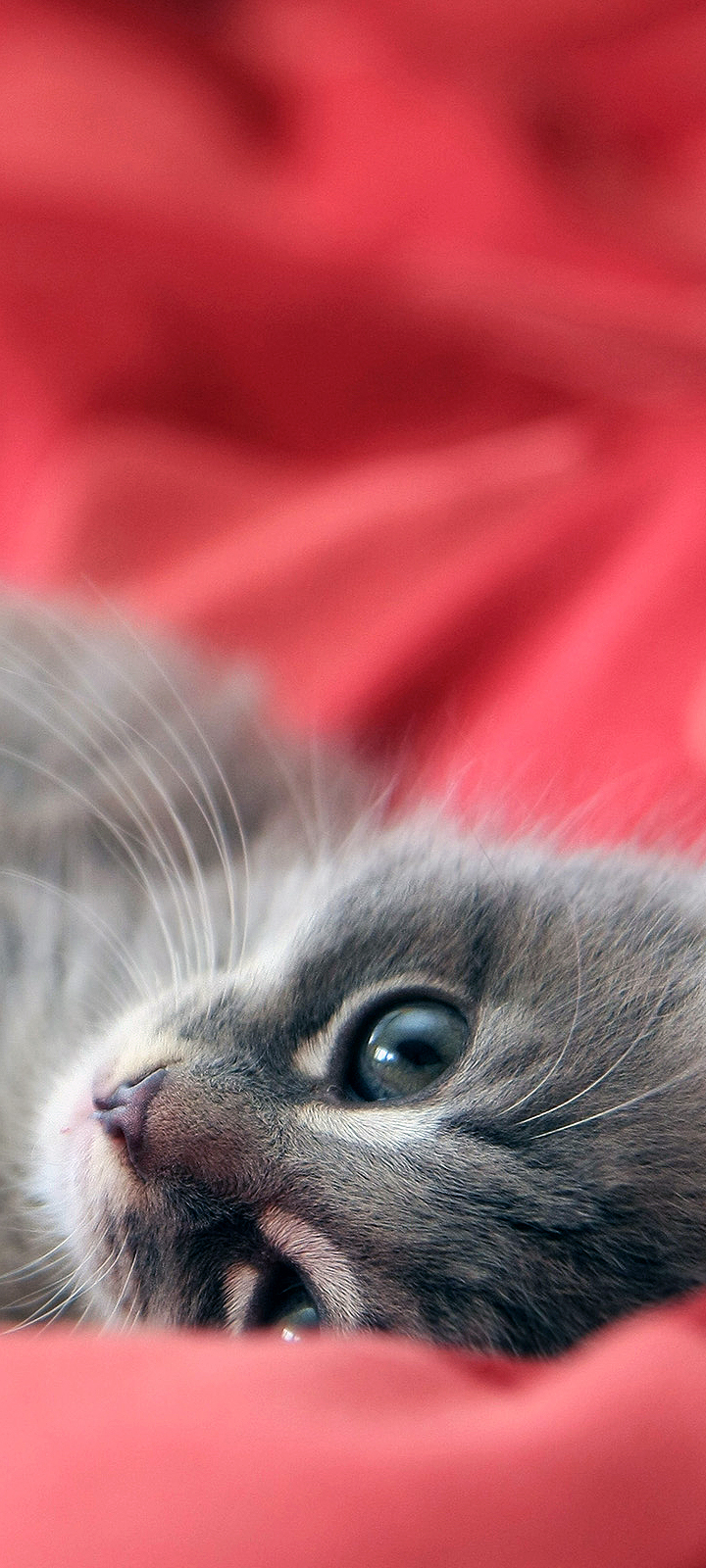 Cute Cat iPhone Wallpaper