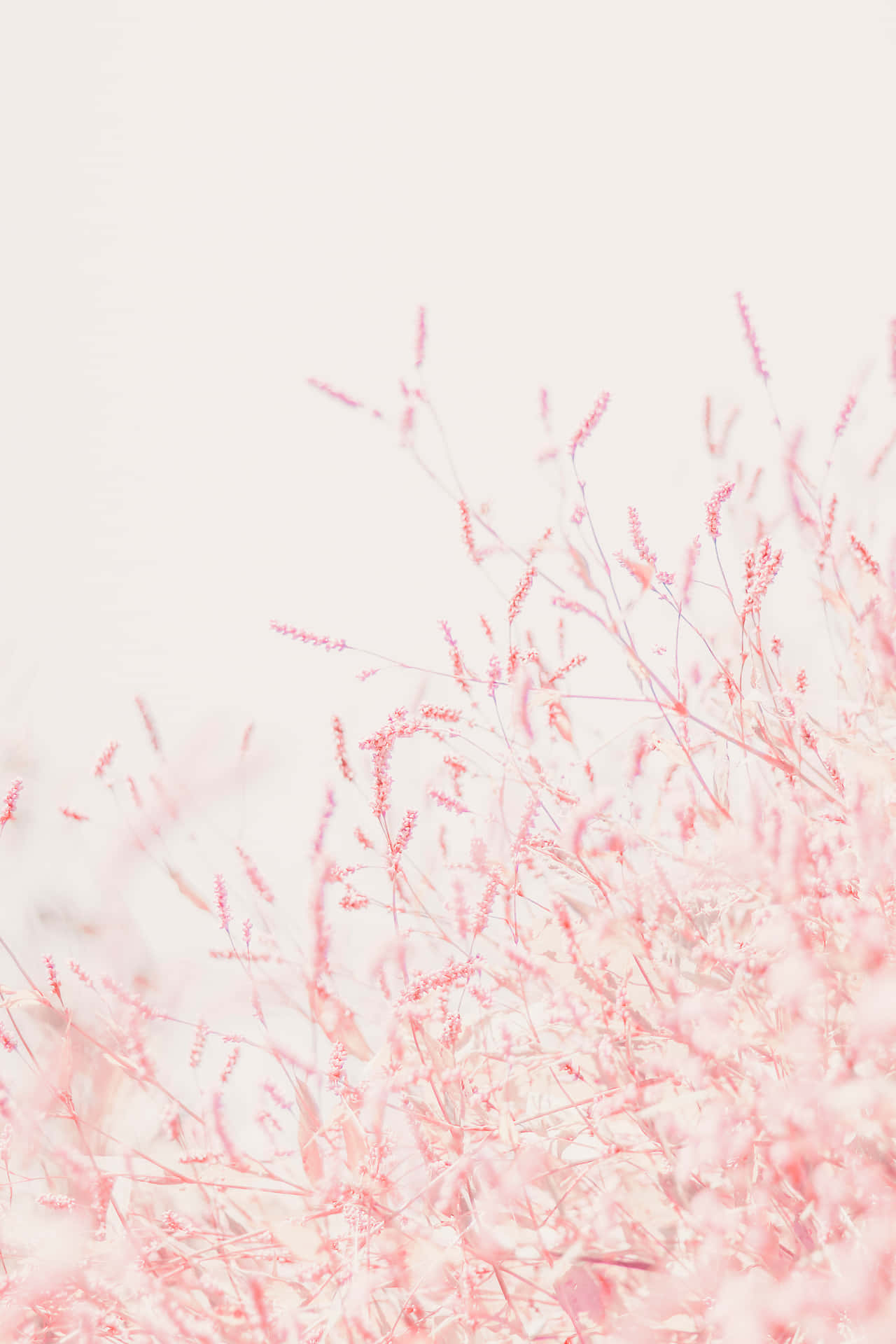 Pastel Pink Wallpaper