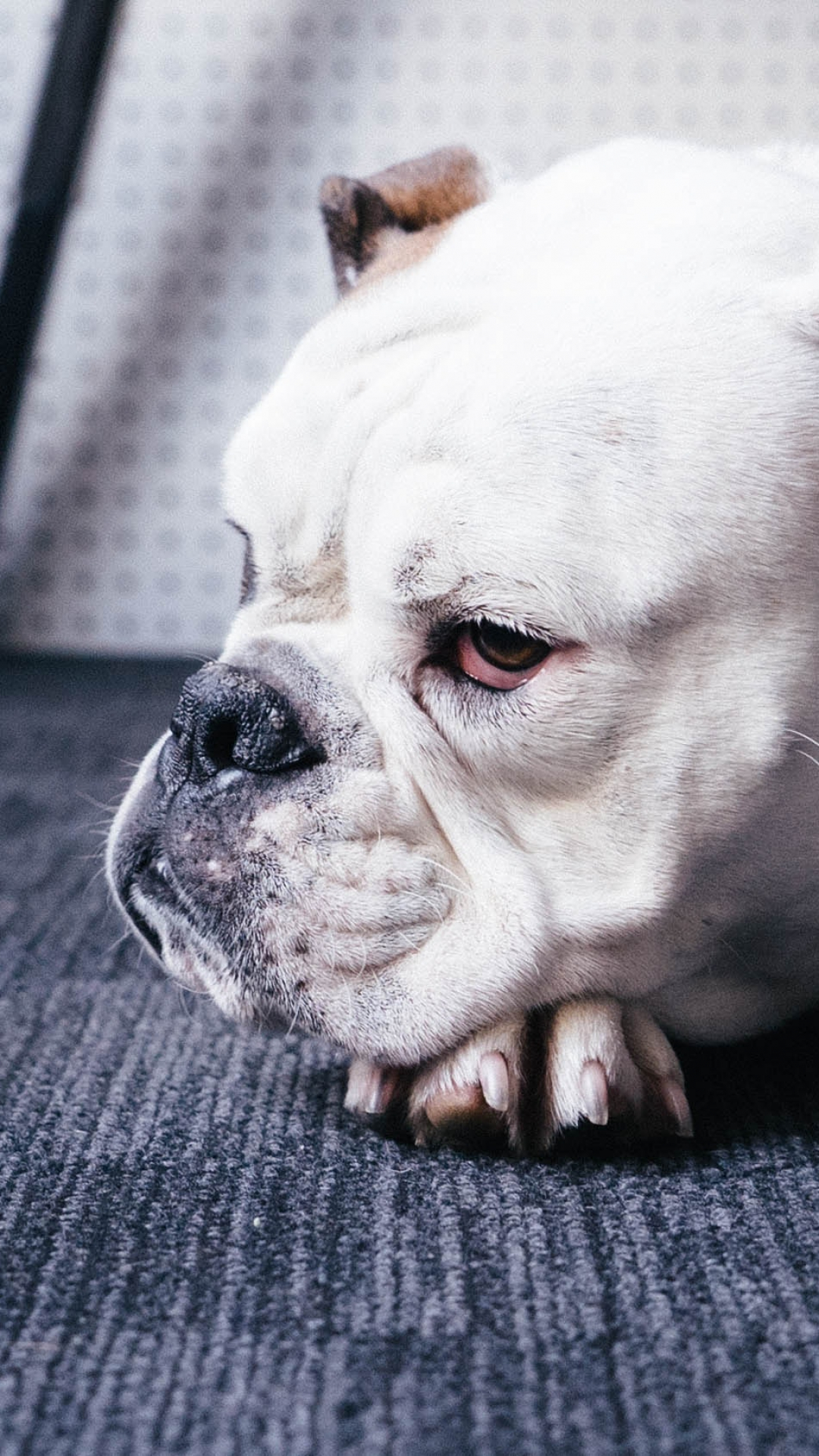 Dog, Bulldog, Canine, Animal iPhone