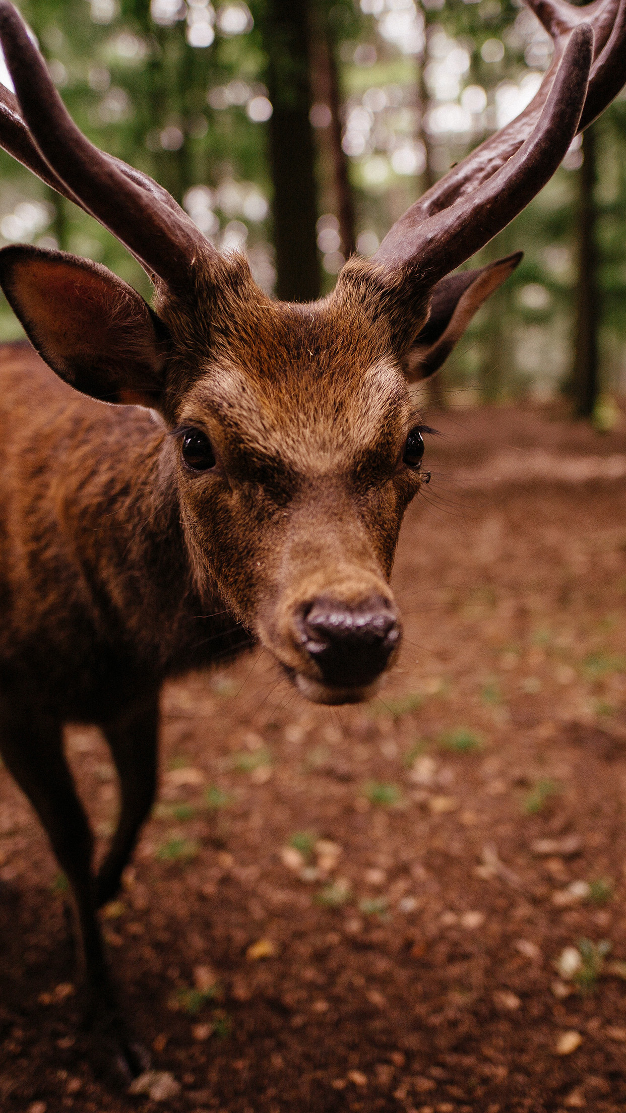 Nature Deer Animal Cute